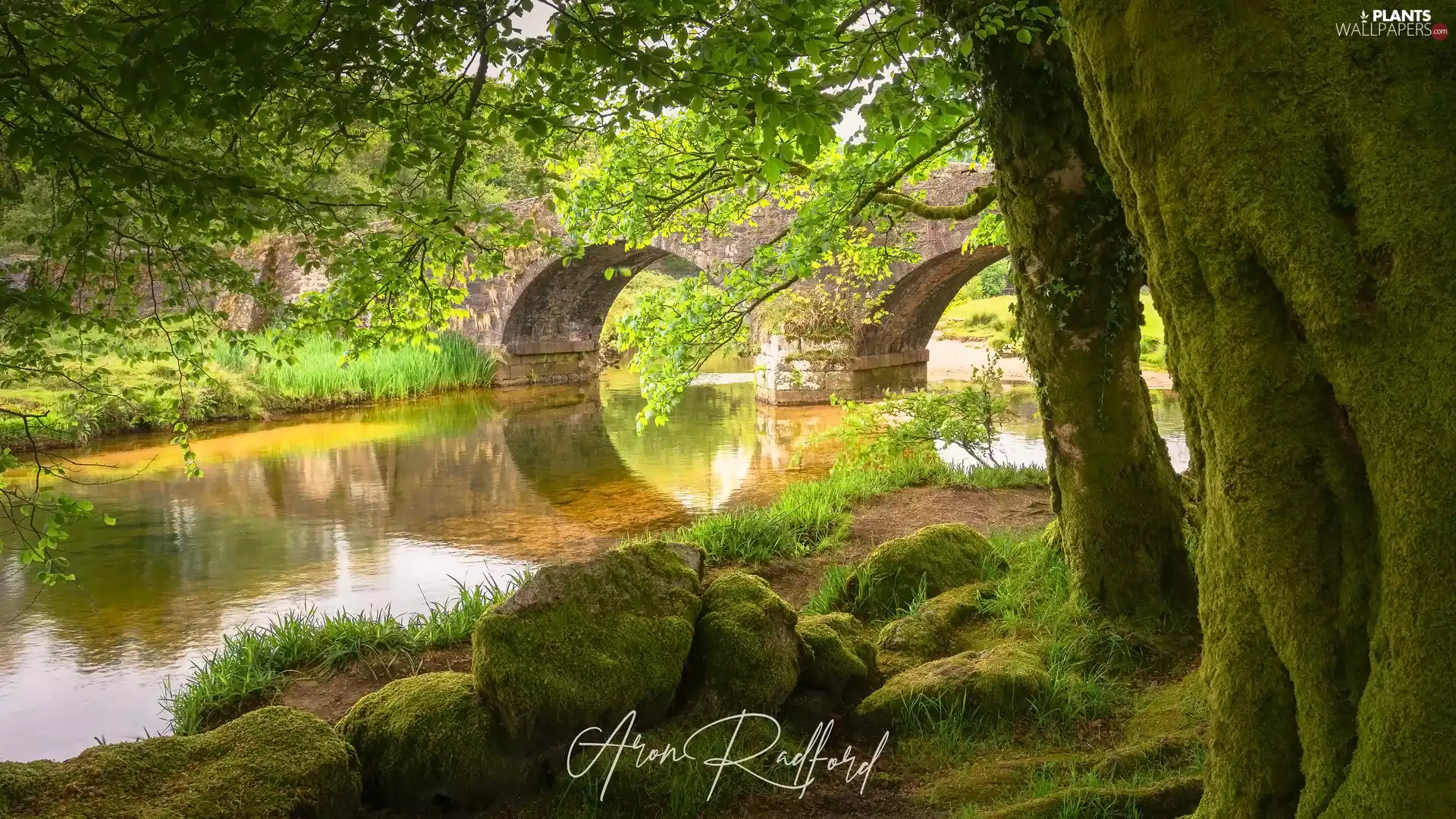 viewes, bridge, mossy, trees, River, Plants, Stones
