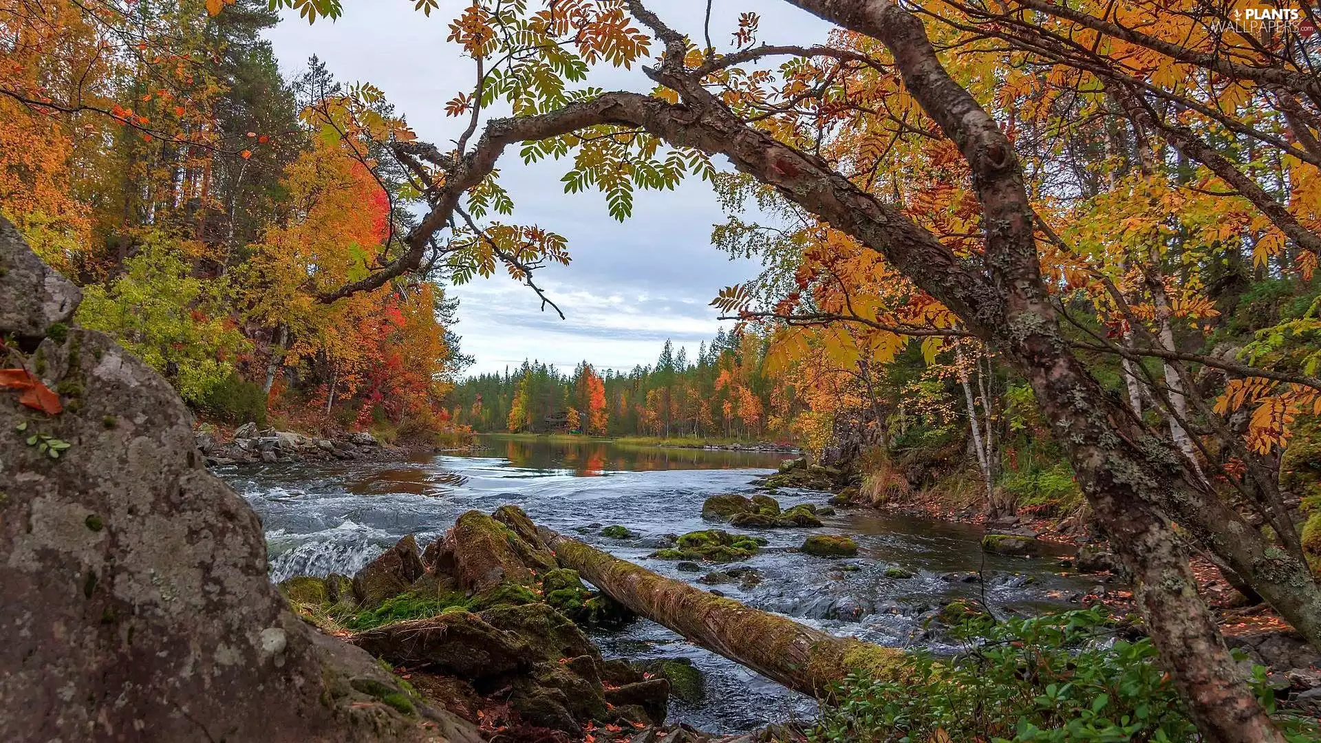 viewes, River, mossy, trees, autumn, rocks, Stones