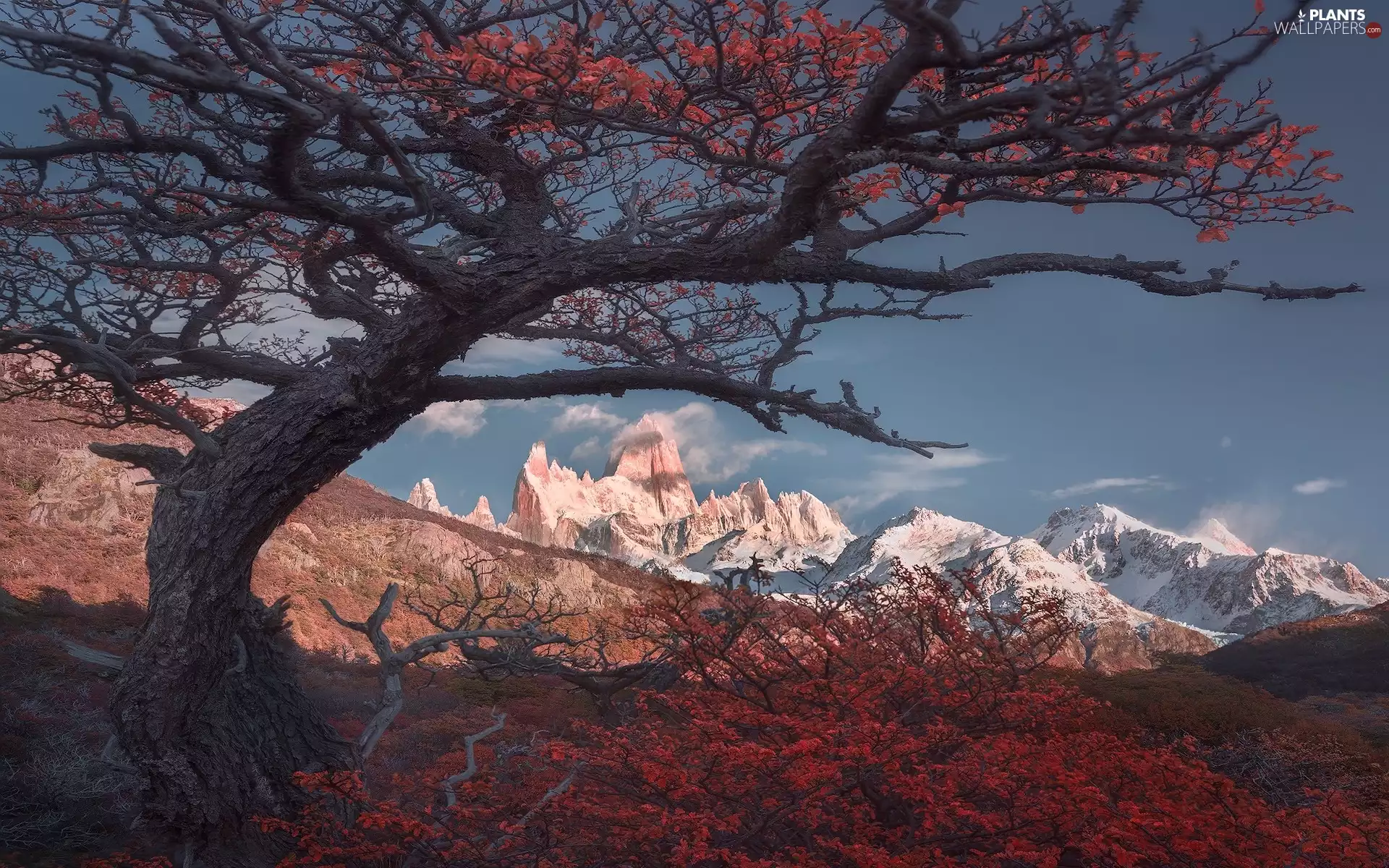 Coloured, Patagonia, Fitz Roy Mountain, autumn, trees, Argentina, Andes Mountains, Los Glaciares National Park, VEGETATION, viewes