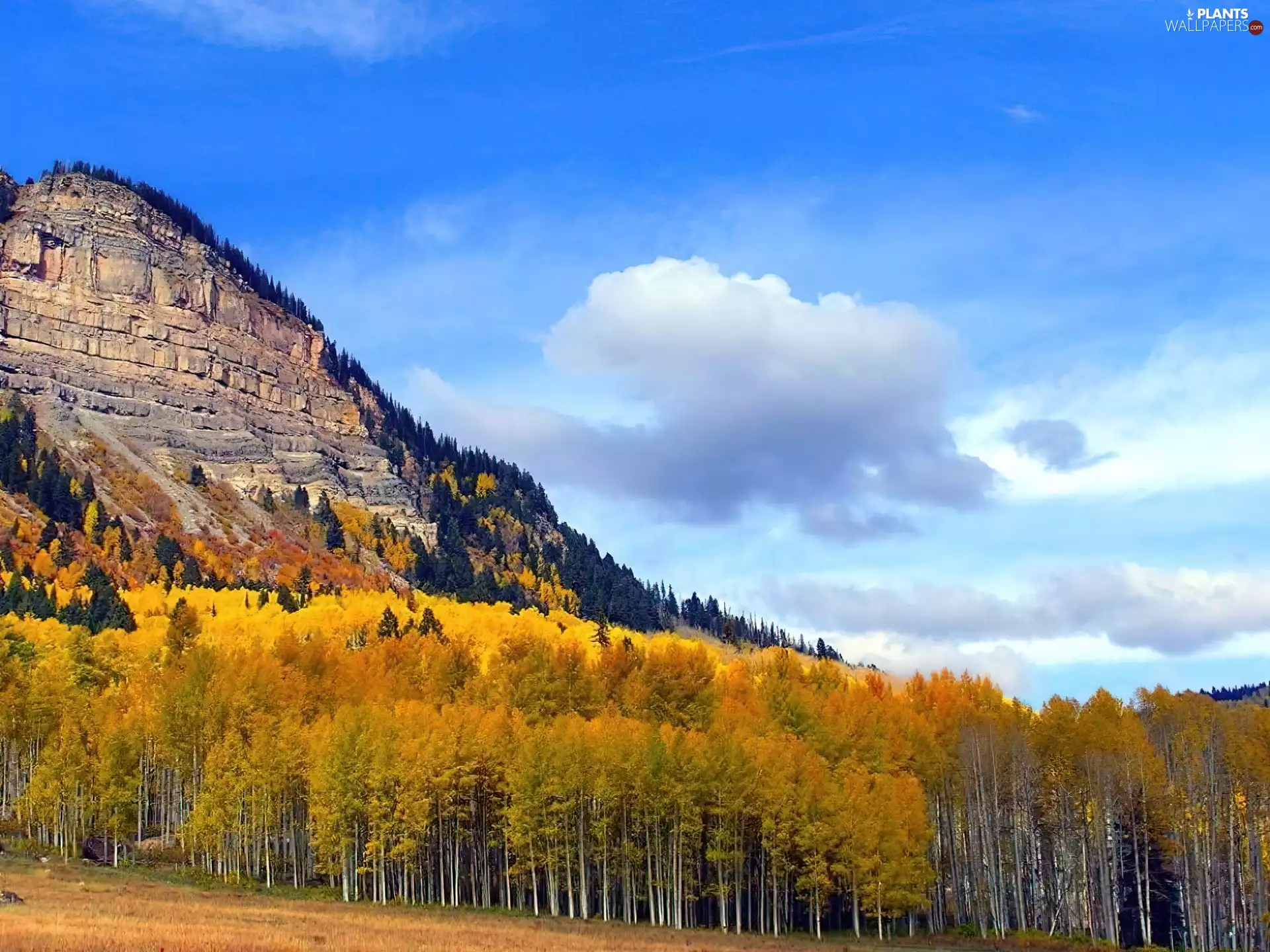 mountains, viewes, autumn, trees