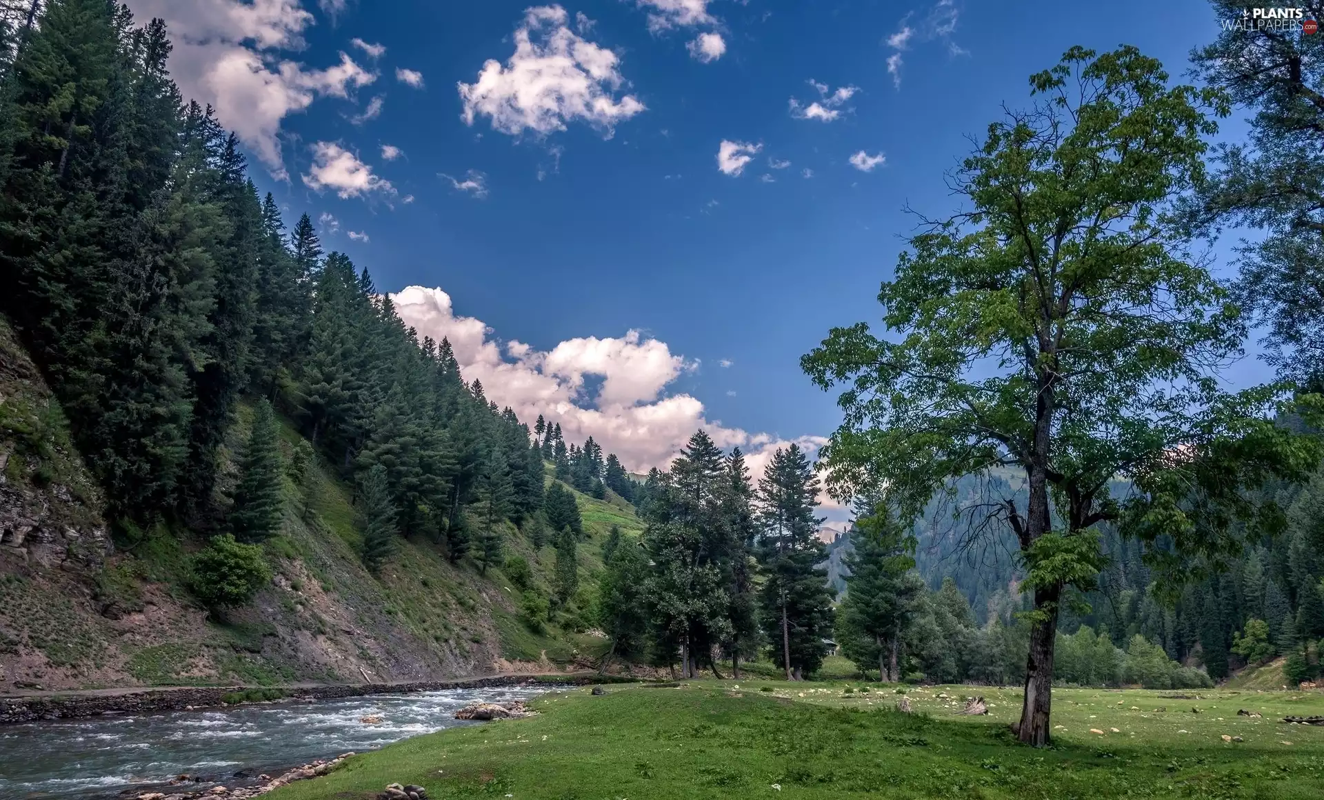 Mountains, viewes, brook, trees