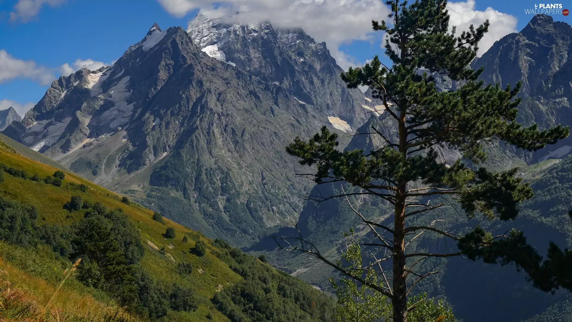 Mountains, slope, Bush, trees