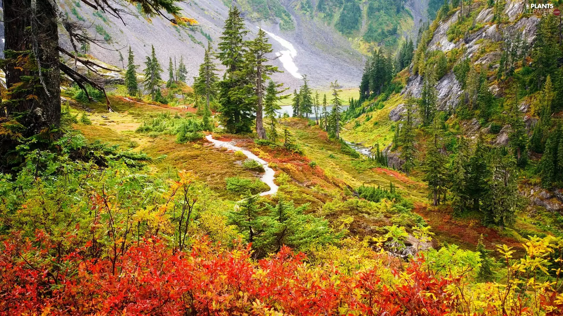 Mountains, viewes, Bush, trees