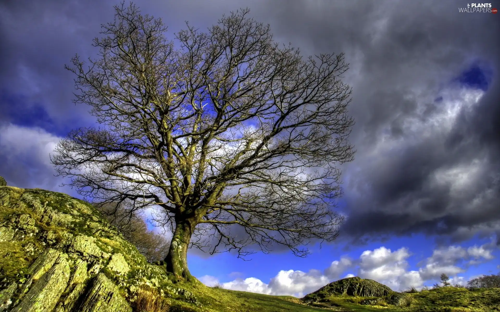 trees, clouds, Mountains