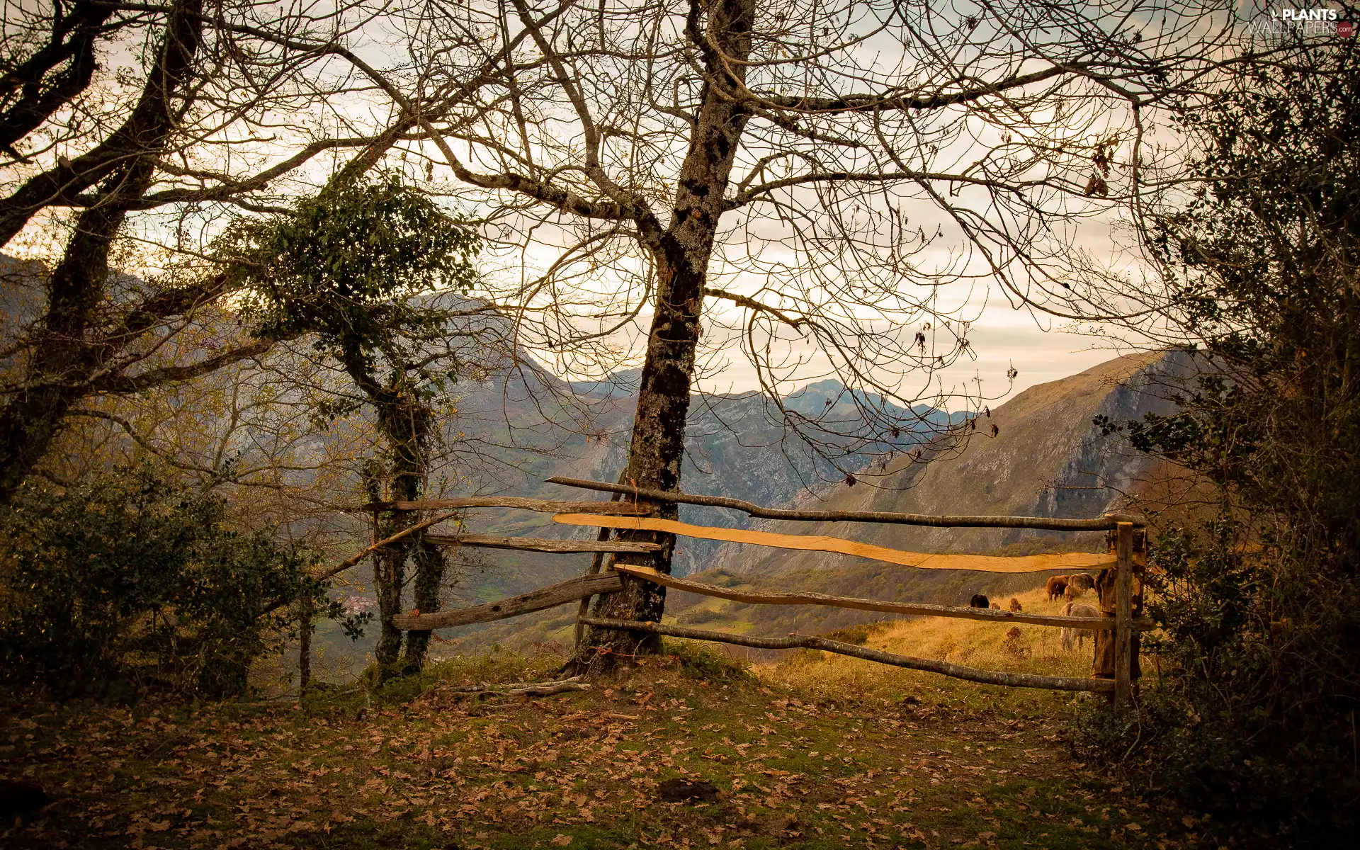 Mountains, viewes, fence, trees