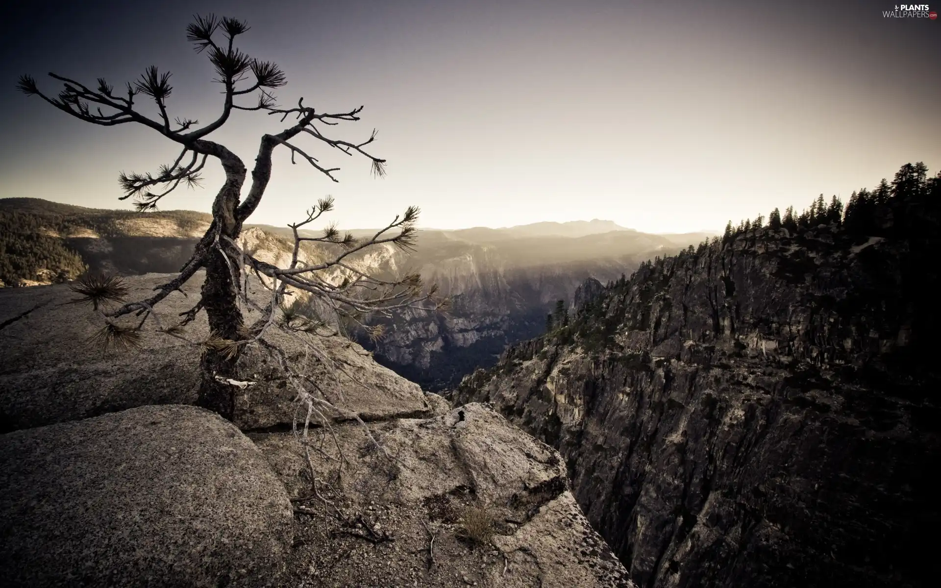 trees, forest, Mountains