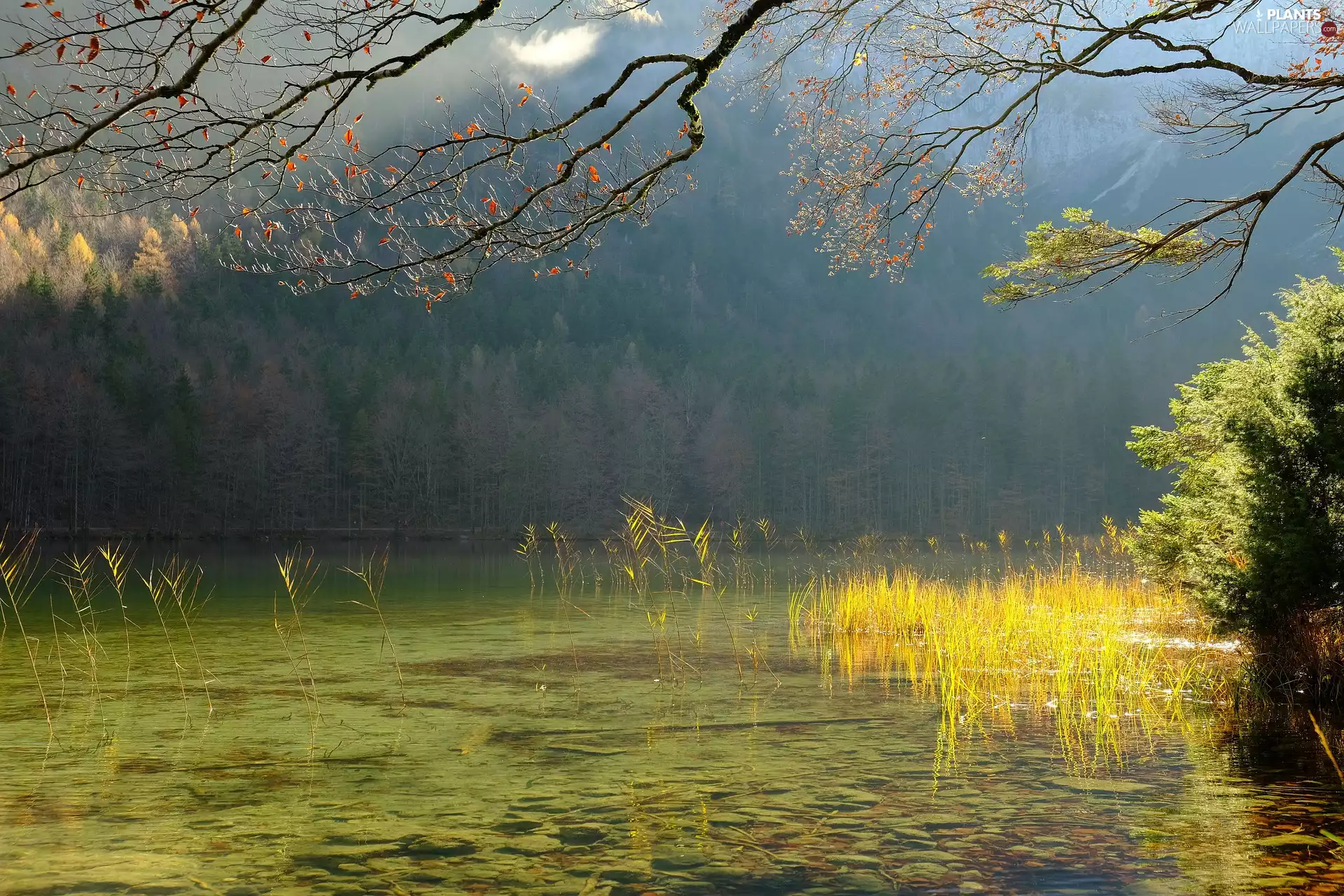 viewes, grass, Mountains, trees, lake, forest, Fog