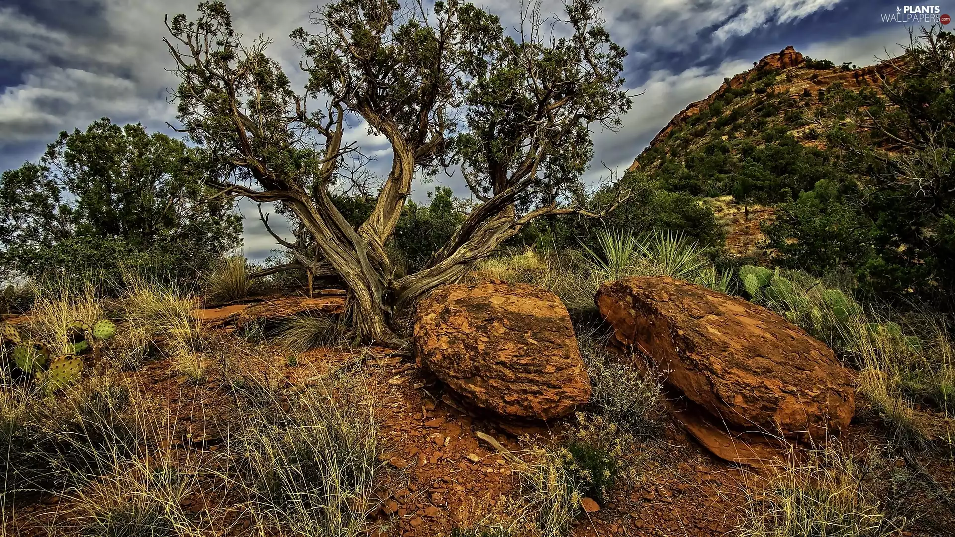 mountains, Stones, grass, trees