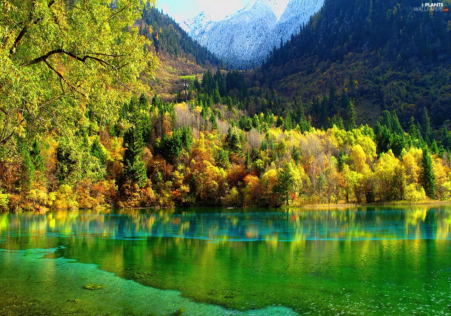 Mountains, viewes, lake, trees
