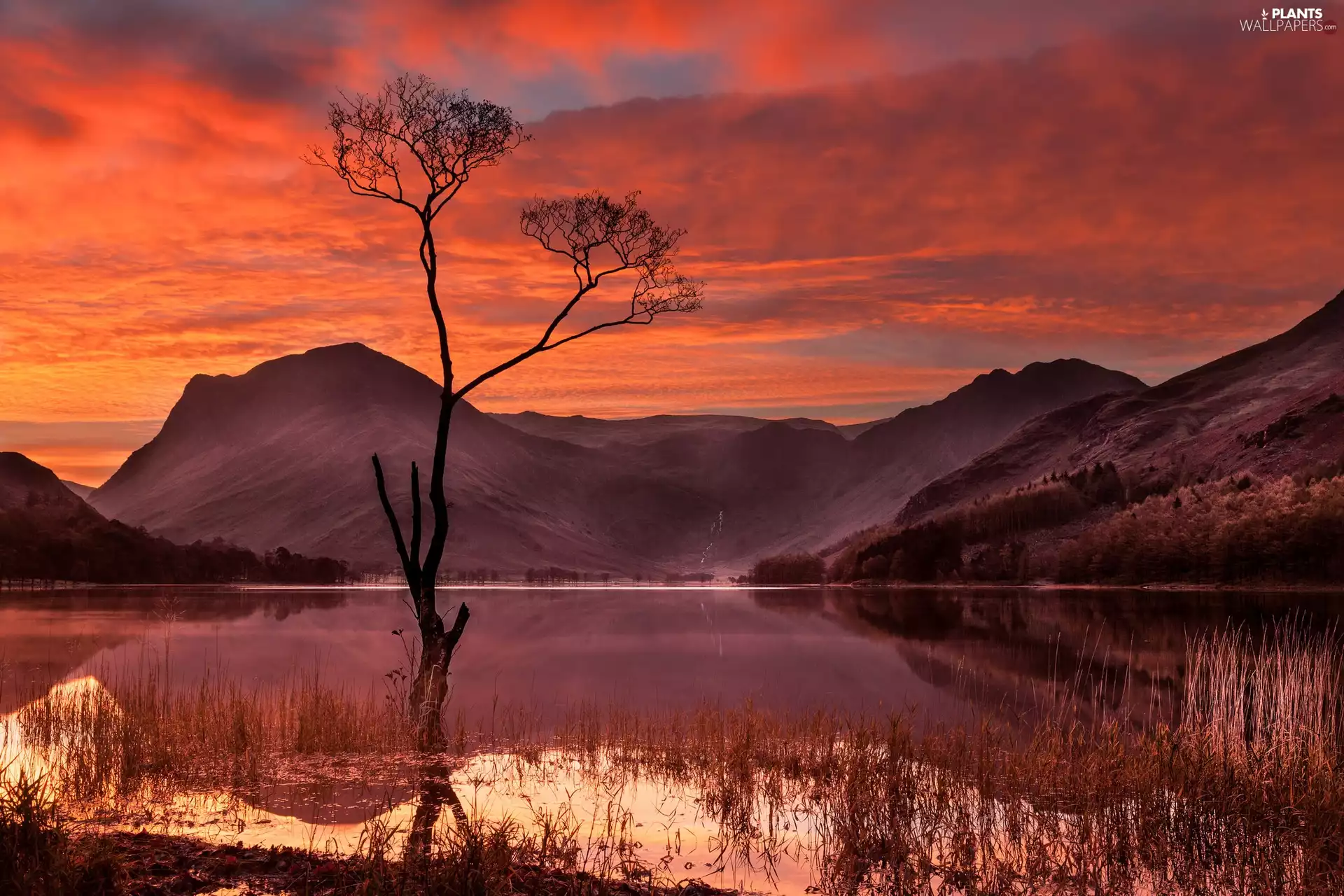 trees, lake, Mountains