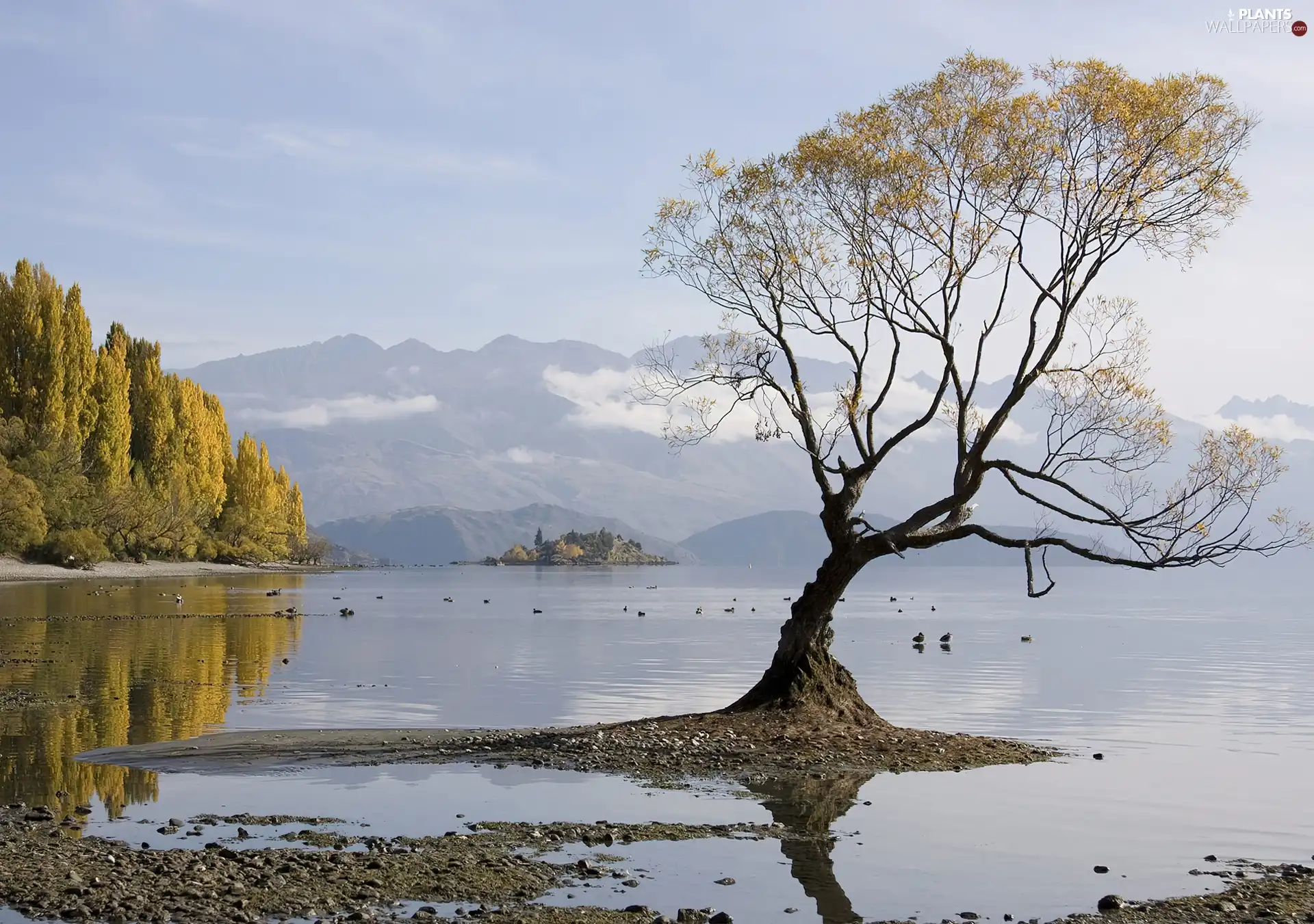 Mountains, lonely, trees, lake