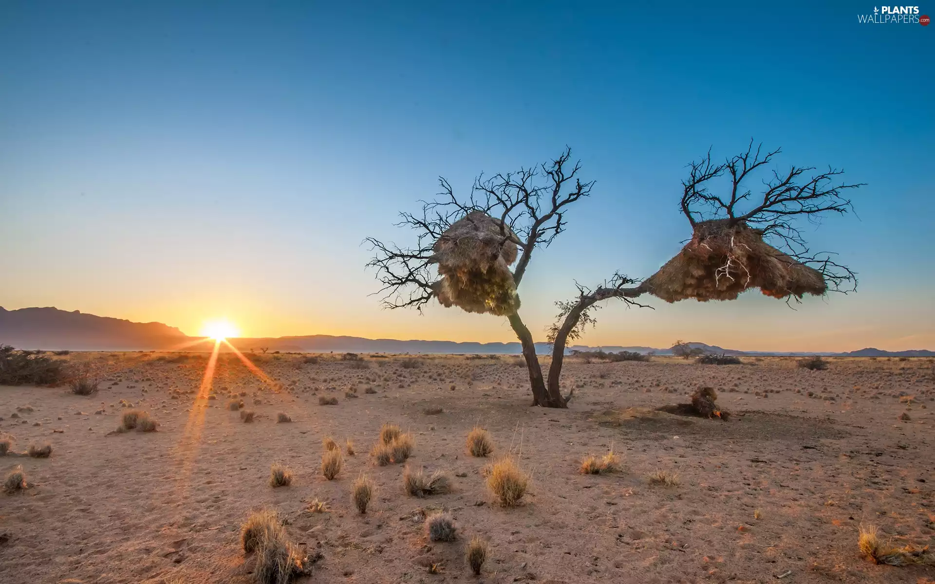 trees, Sunrise, Mountains