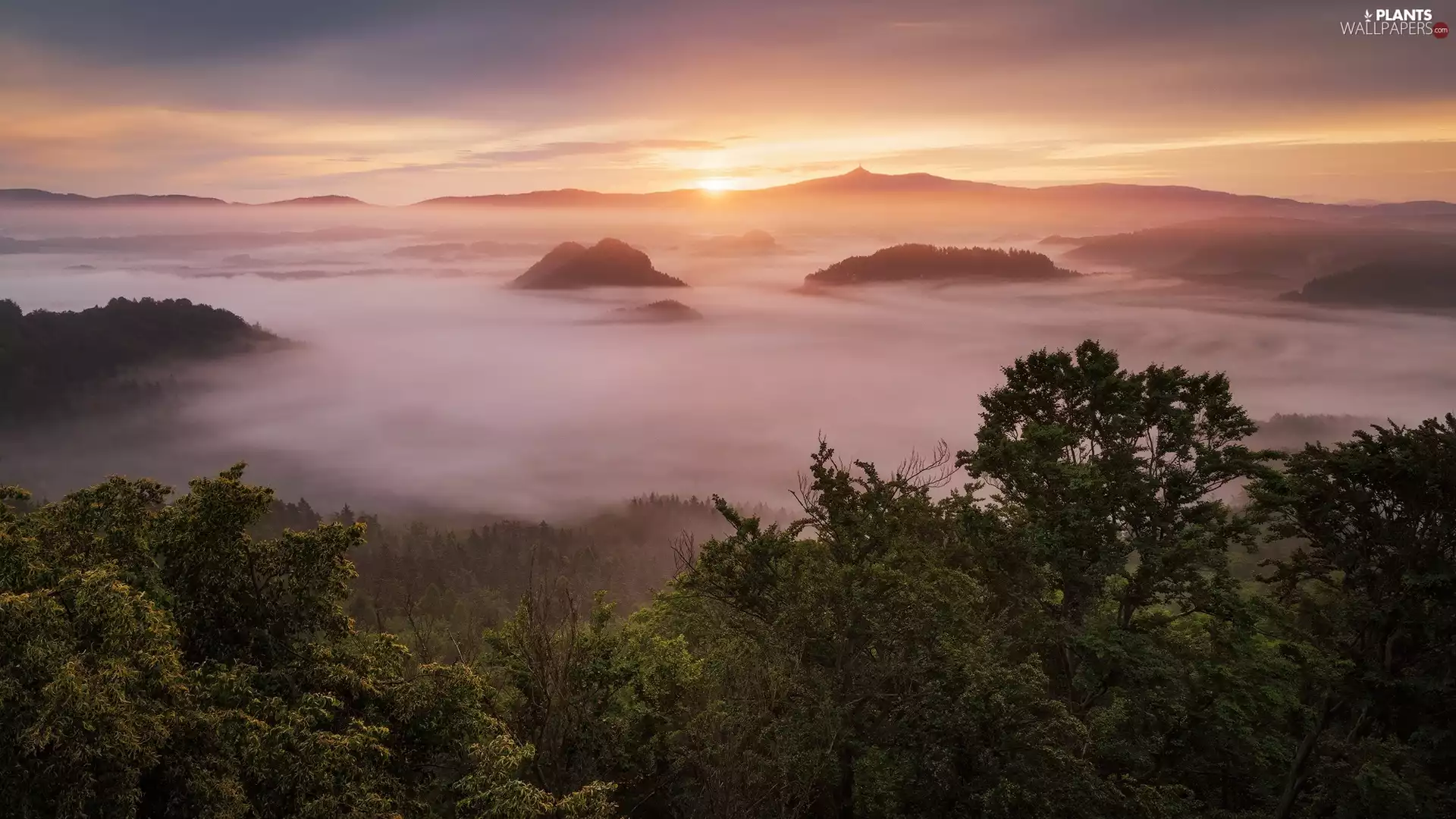 Fog, Great Sunsets, trees, viewes, Mountains