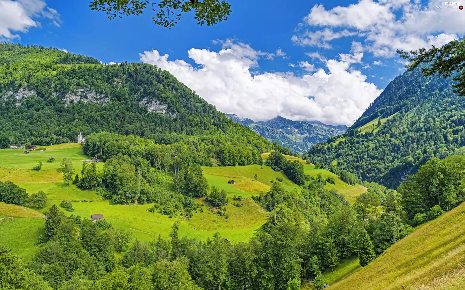 green ones, woods, trees, viewes, Mountains
