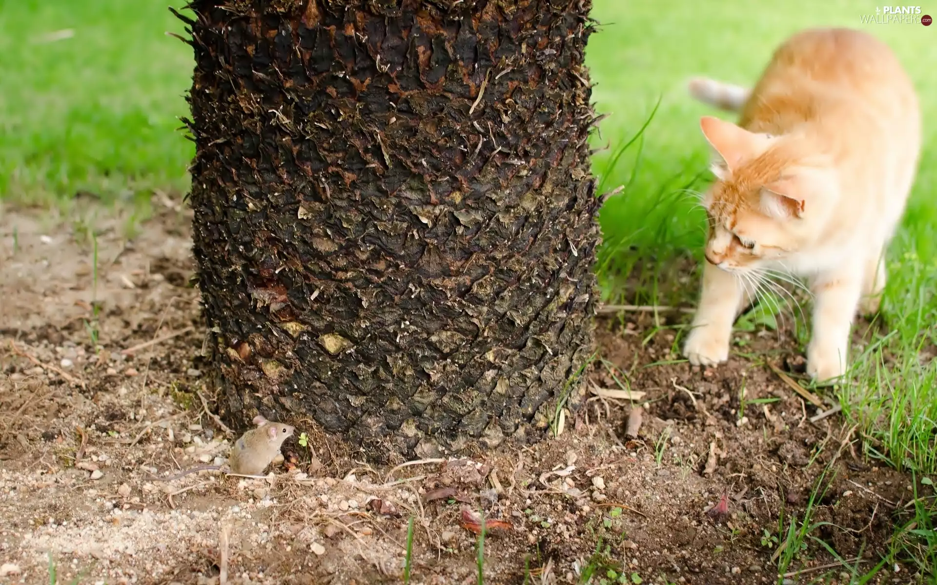 trees, kitten, mouse