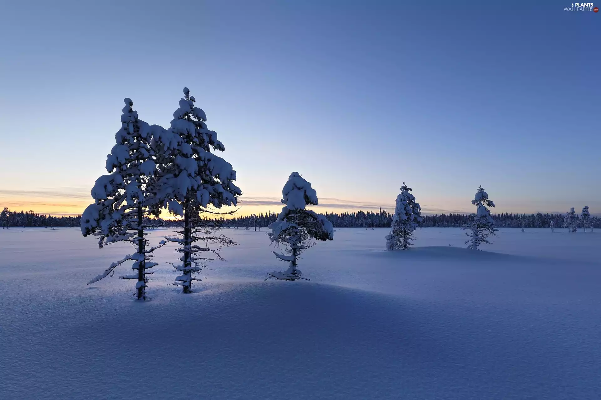 Lapland, Finland, Municipality of Ylitornio, Great Sunsets, woods, winter, trees, viewes, field