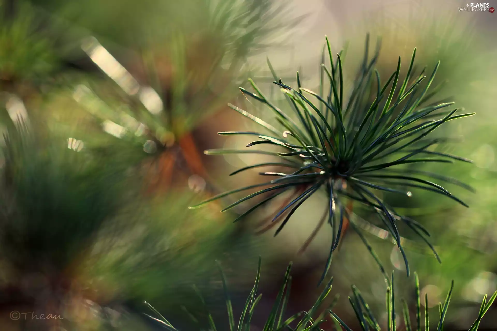 trees, pine, needle