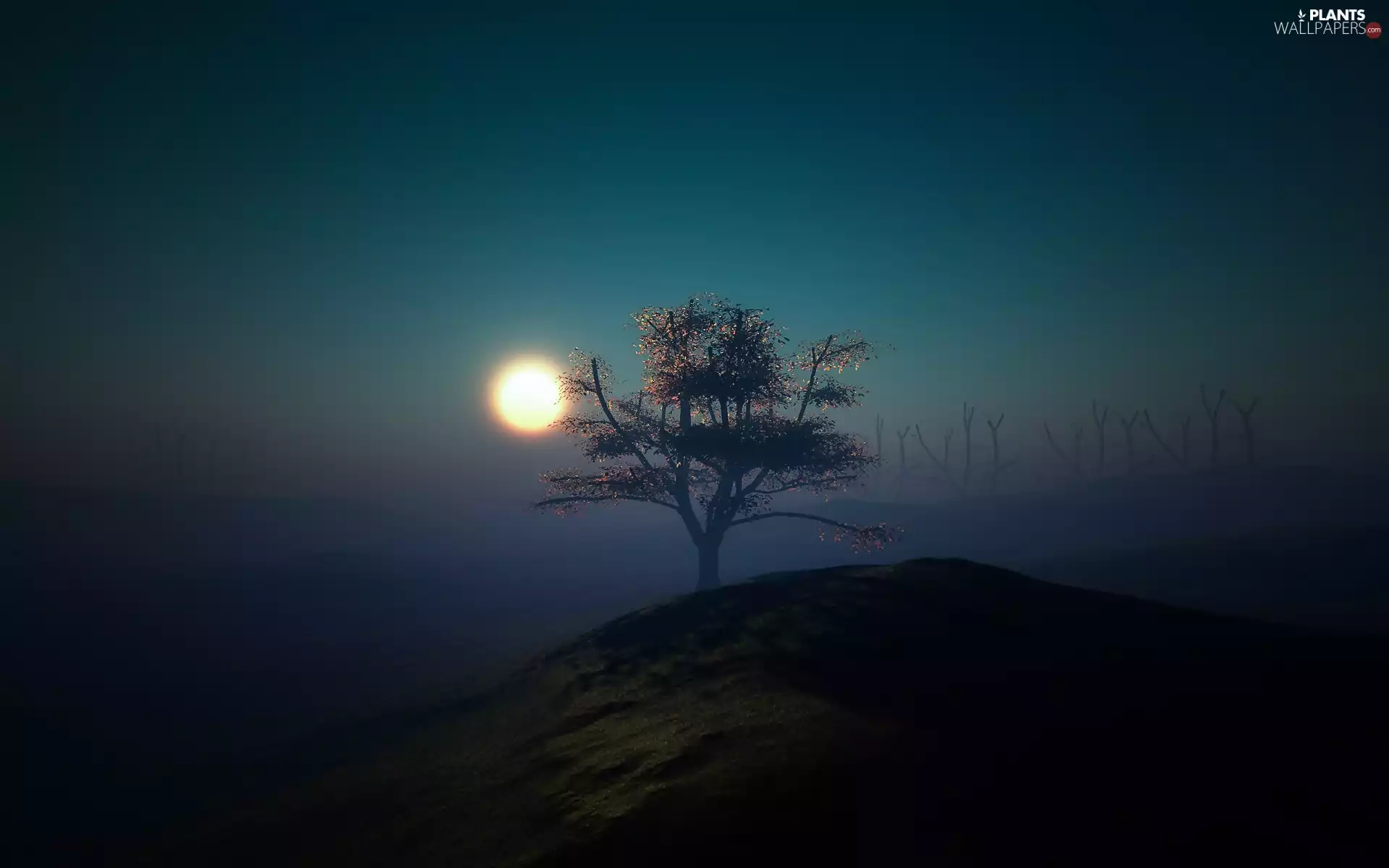 Night, Fog, moon, trees