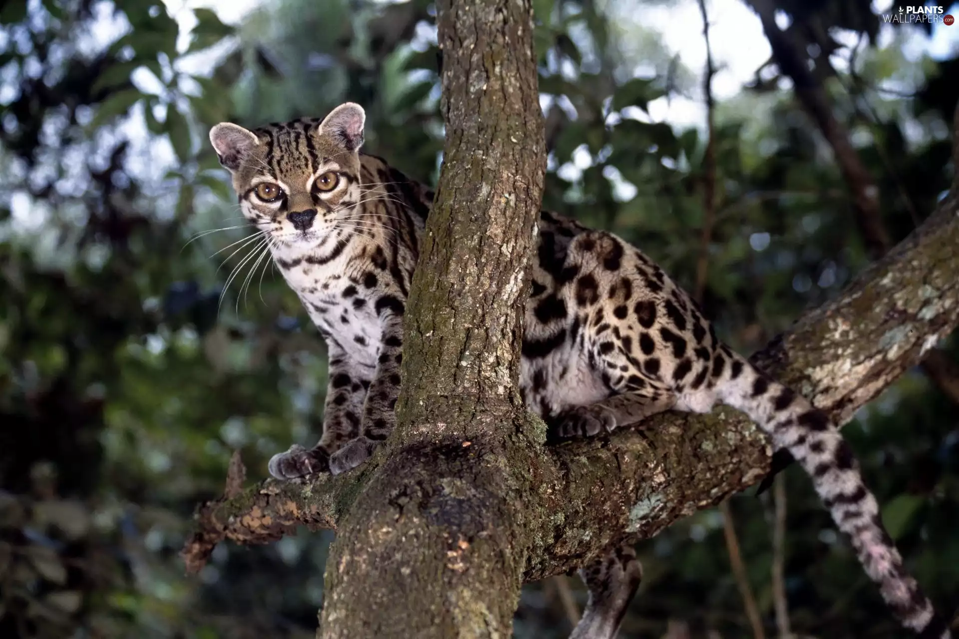 trees, wild, ocelot