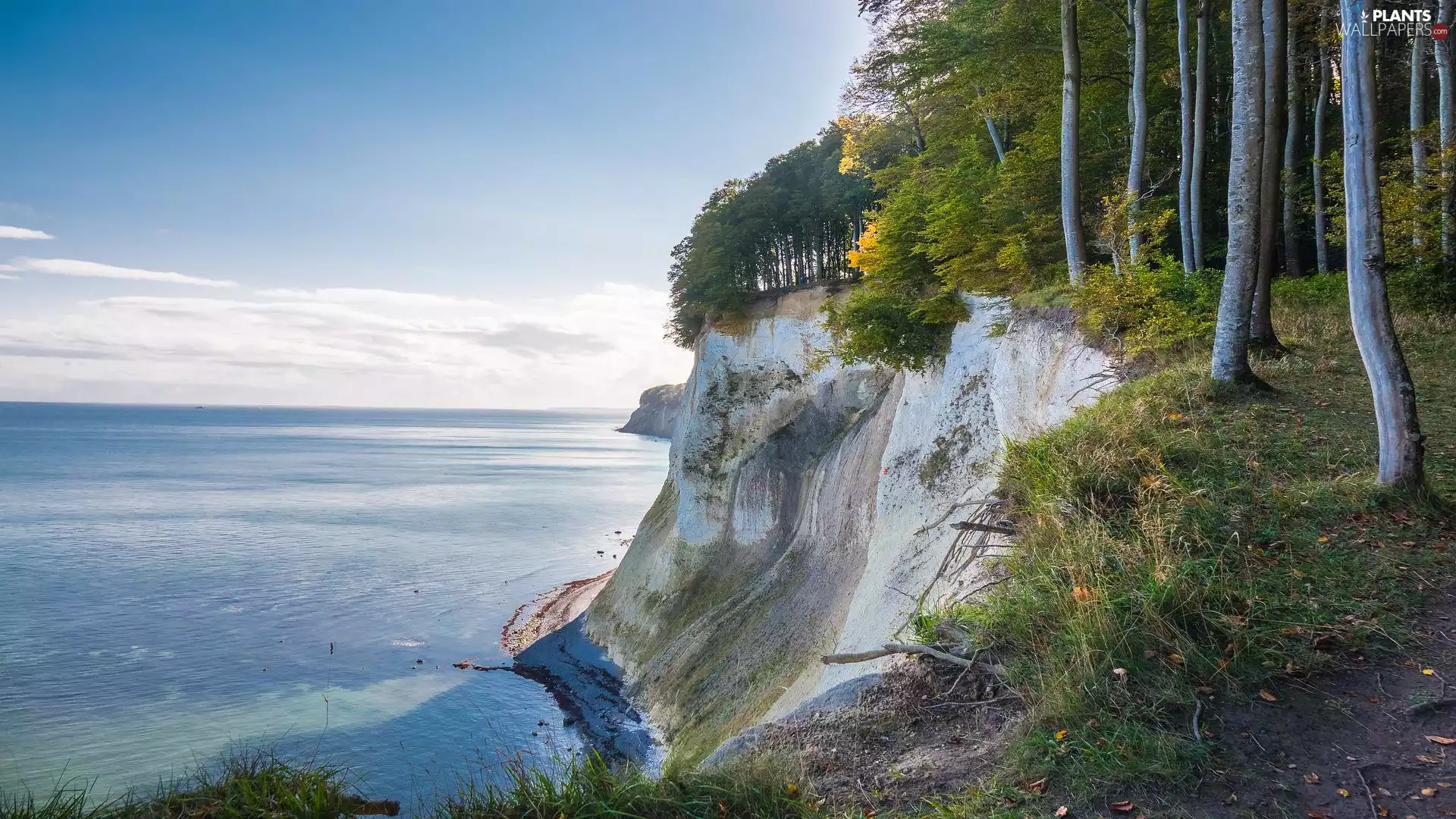 cliff, Island of Rügen, viewes, Jasmund National Park, Germany, trees, Baltic Sea