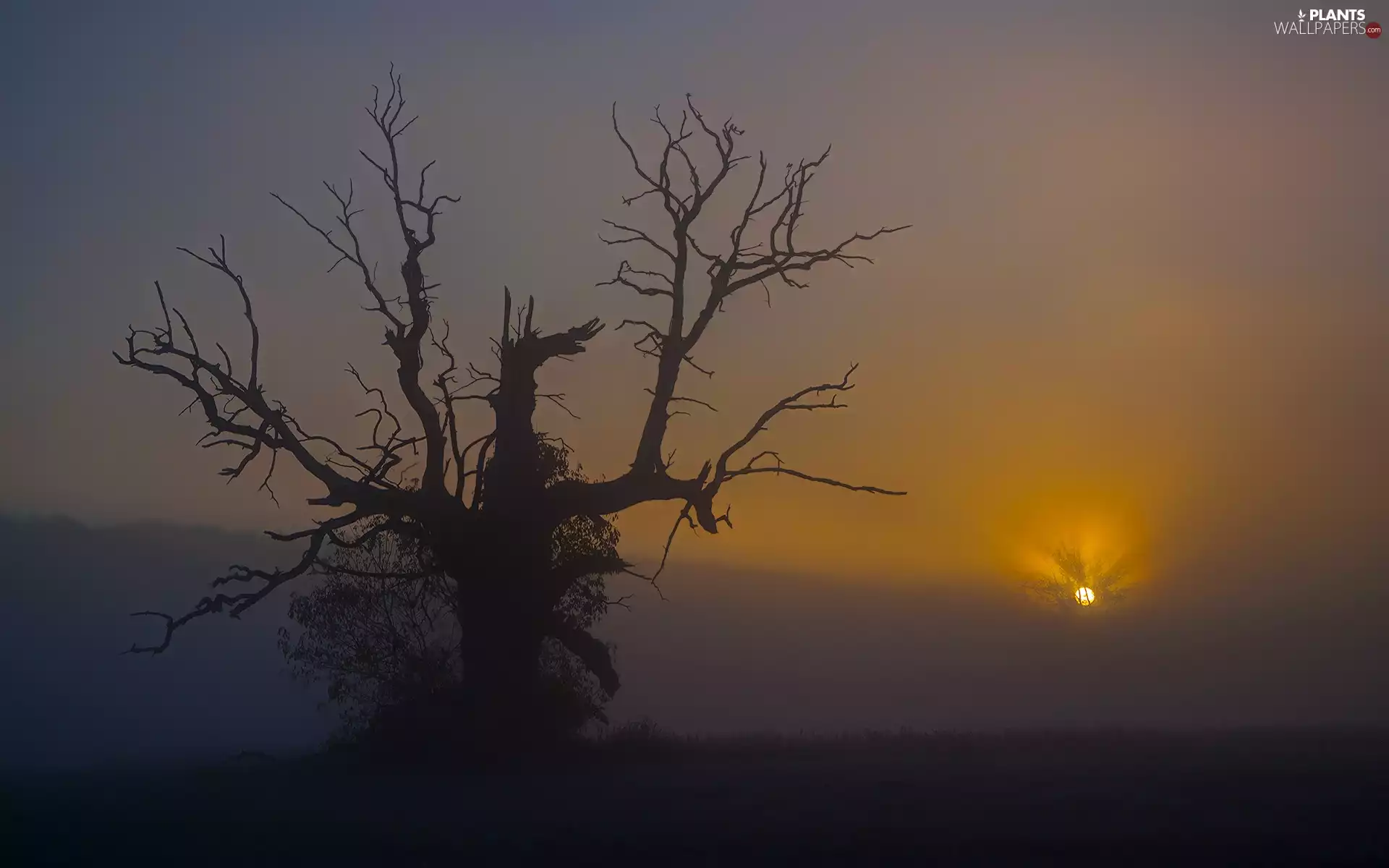 oak, Guardian of Sun, Sunrise, Rogalin, Fog, trees