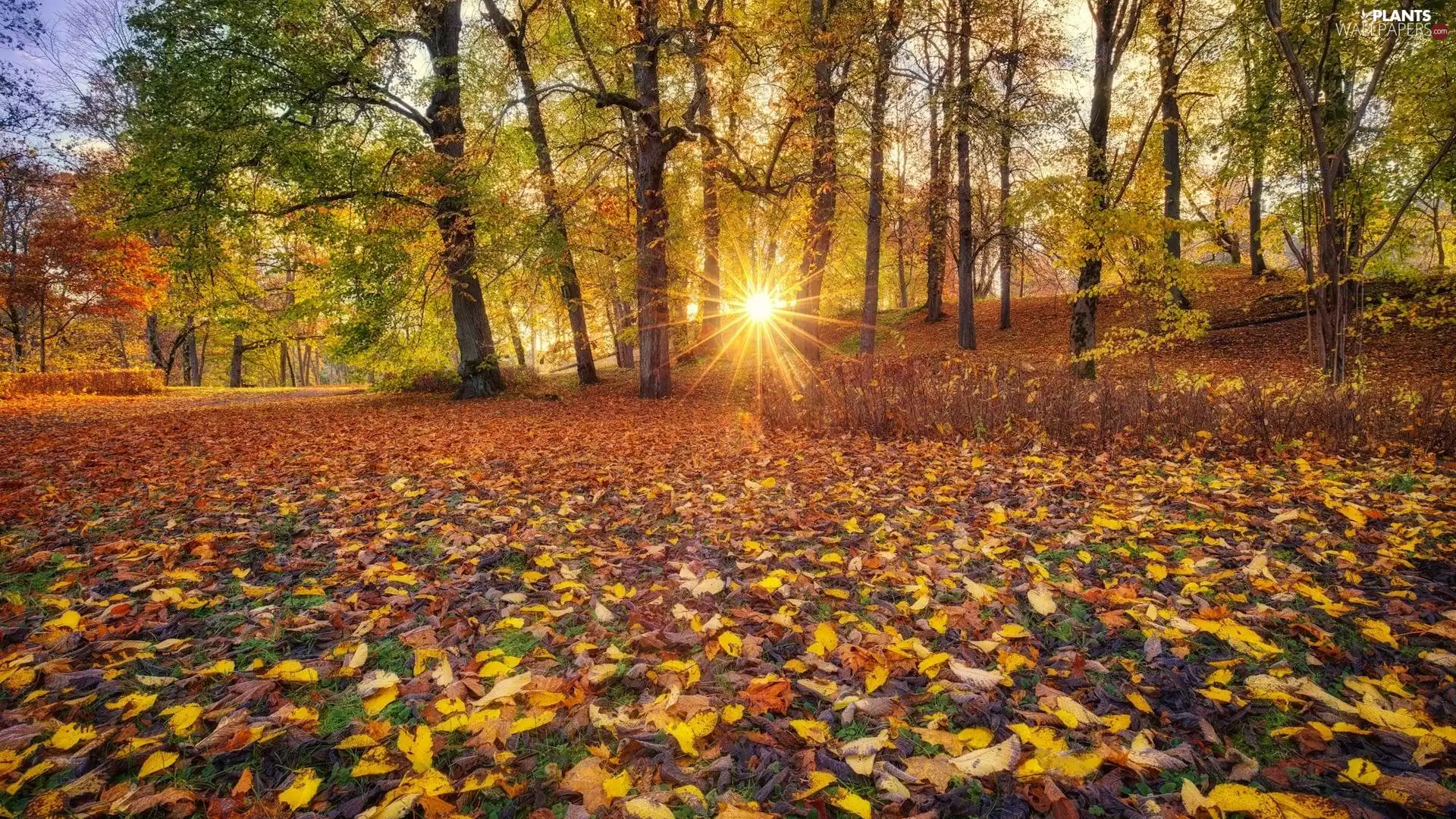 trees, autumn, Leaf, Park, viewes, rays of the Sun