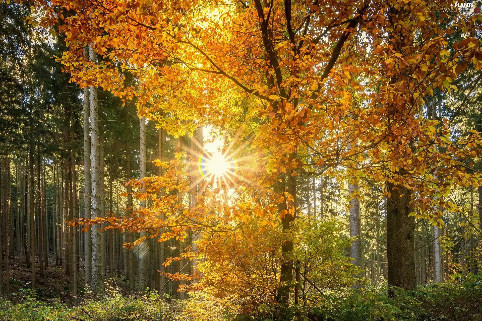 trees, forest, Leaf, autumn, viewes, rays of the Sun