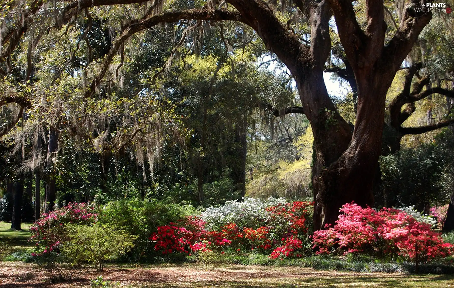 trees, Flowers, old