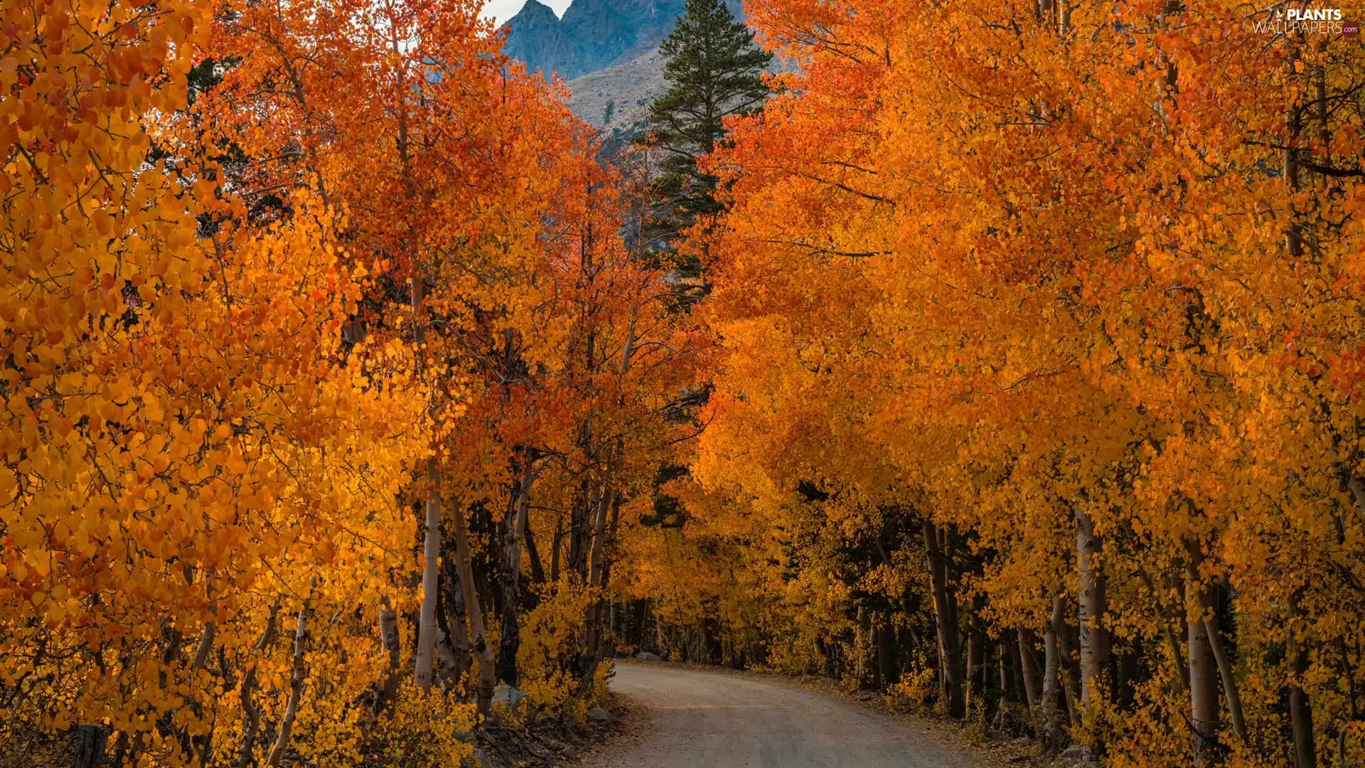 viewes, Way, Orange, trees, autumn, birch, Leaf