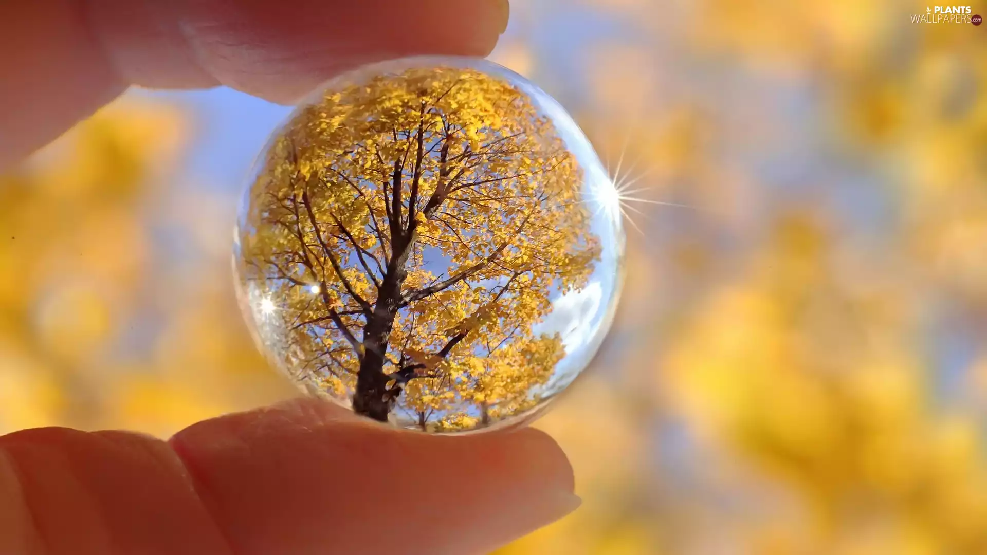 trees, Glass, Orb