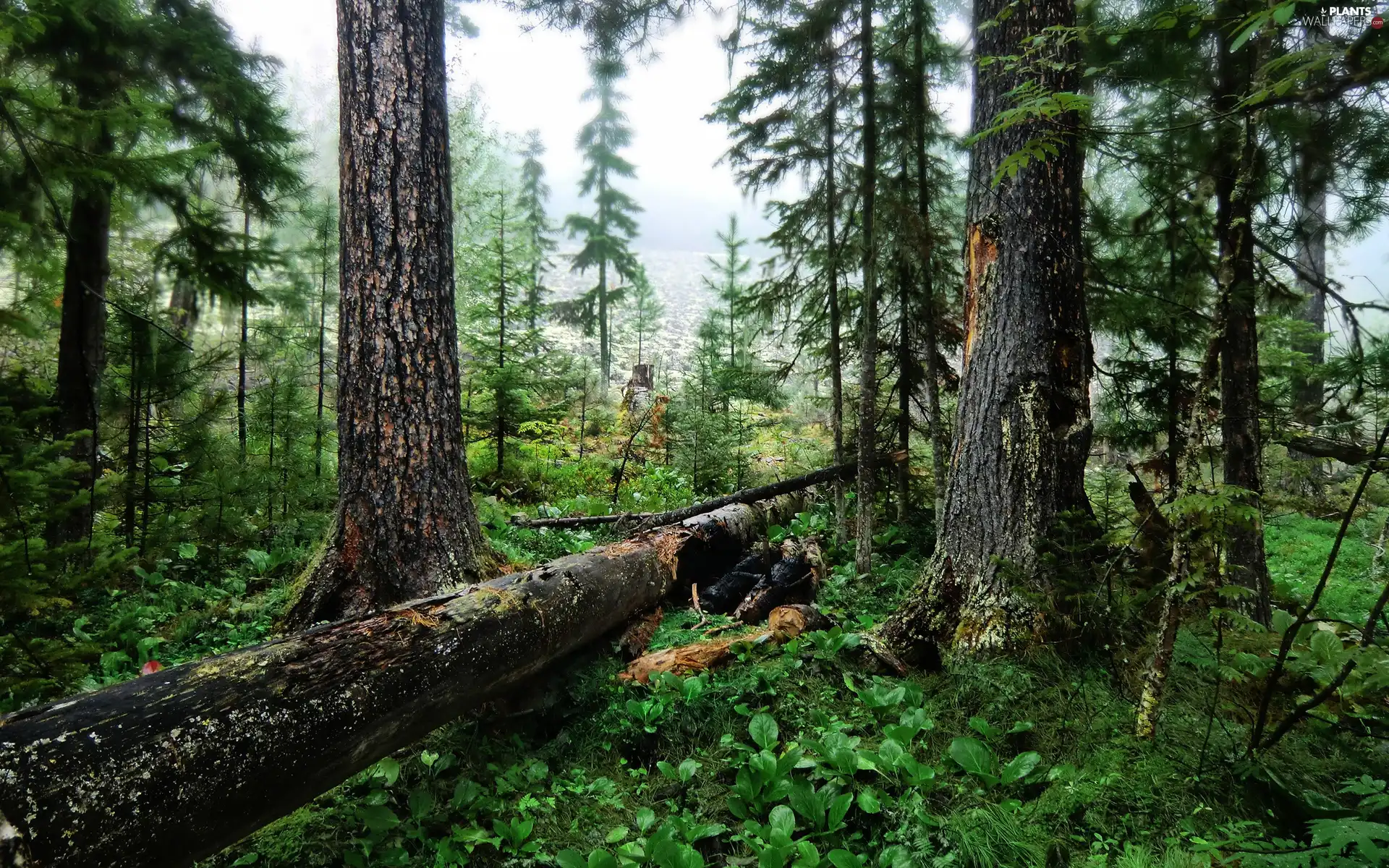 trees, forest, overturned