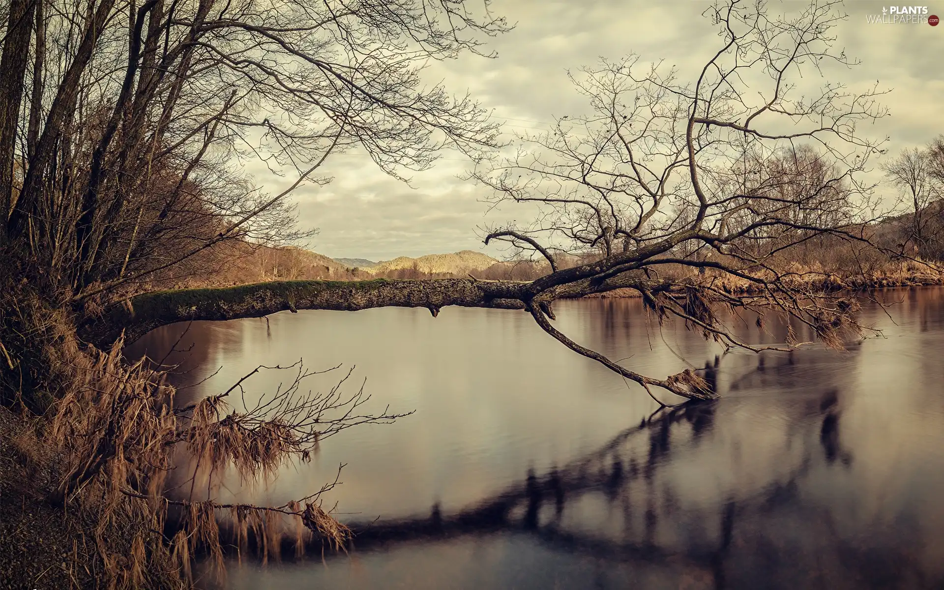 trees, lake, overturned