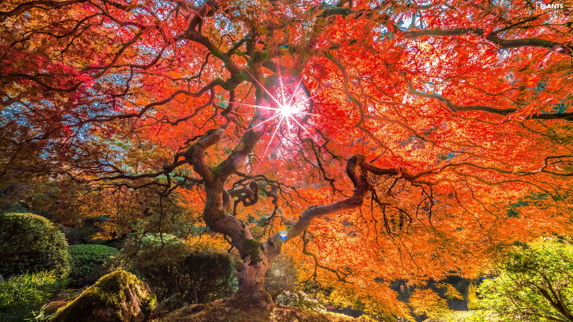 autumn, Maple Palm, rays of the Sun, trees