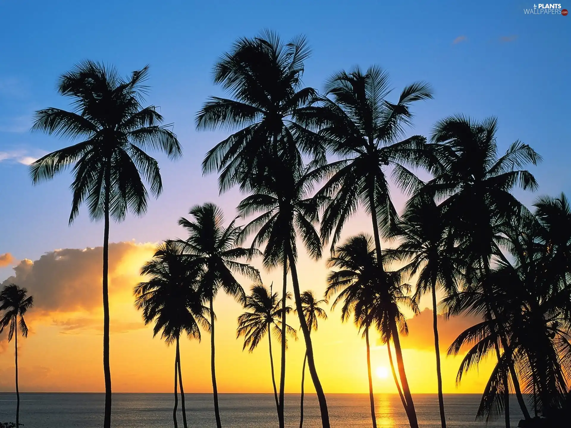 clouds, sun, viewes, Sky, west, trees, Palms