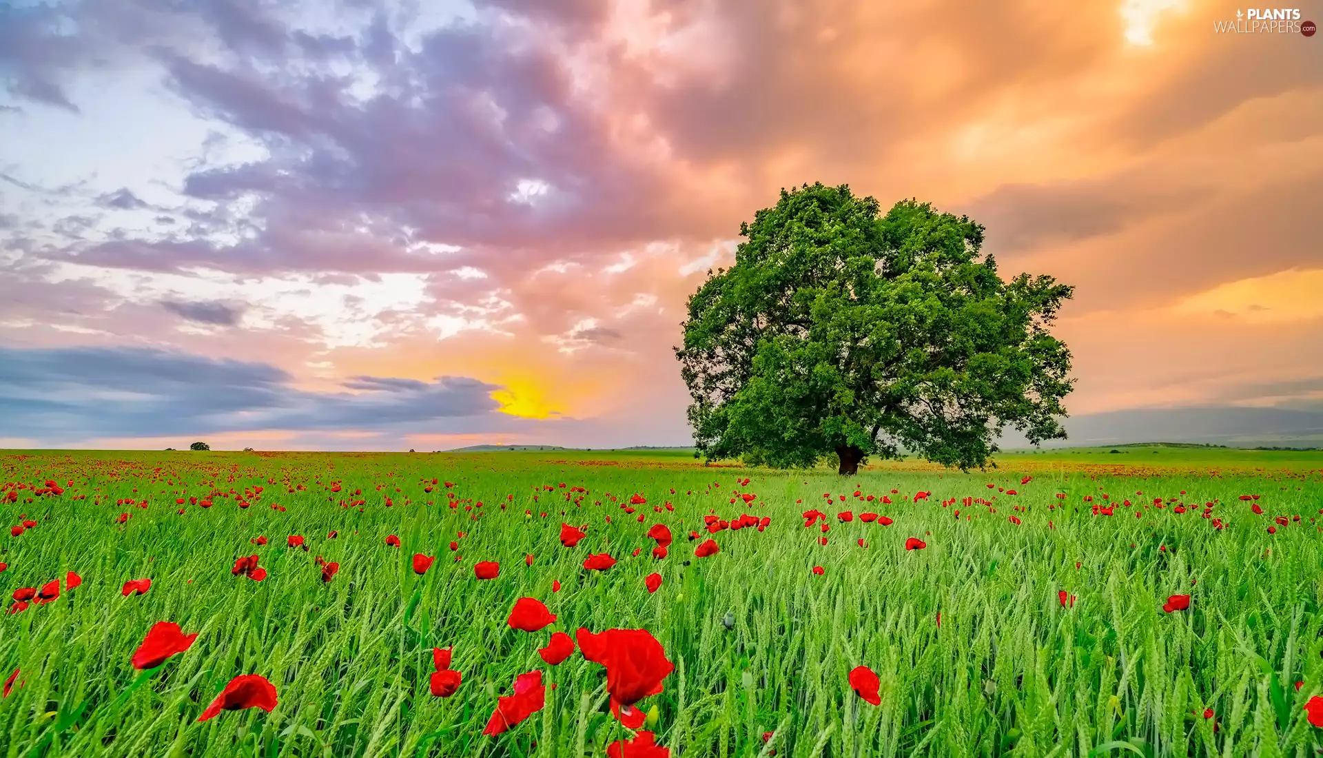 trees, Field, papavers