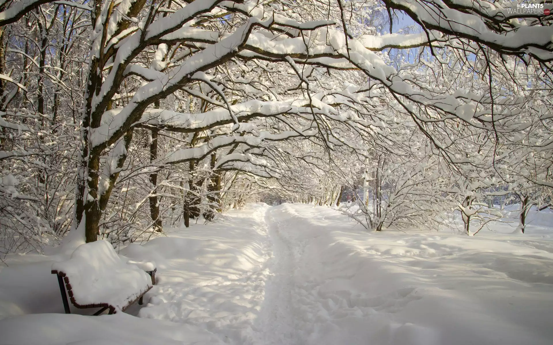 trees, viewes, Bench, branch pics, alley, Park, winter, snow
