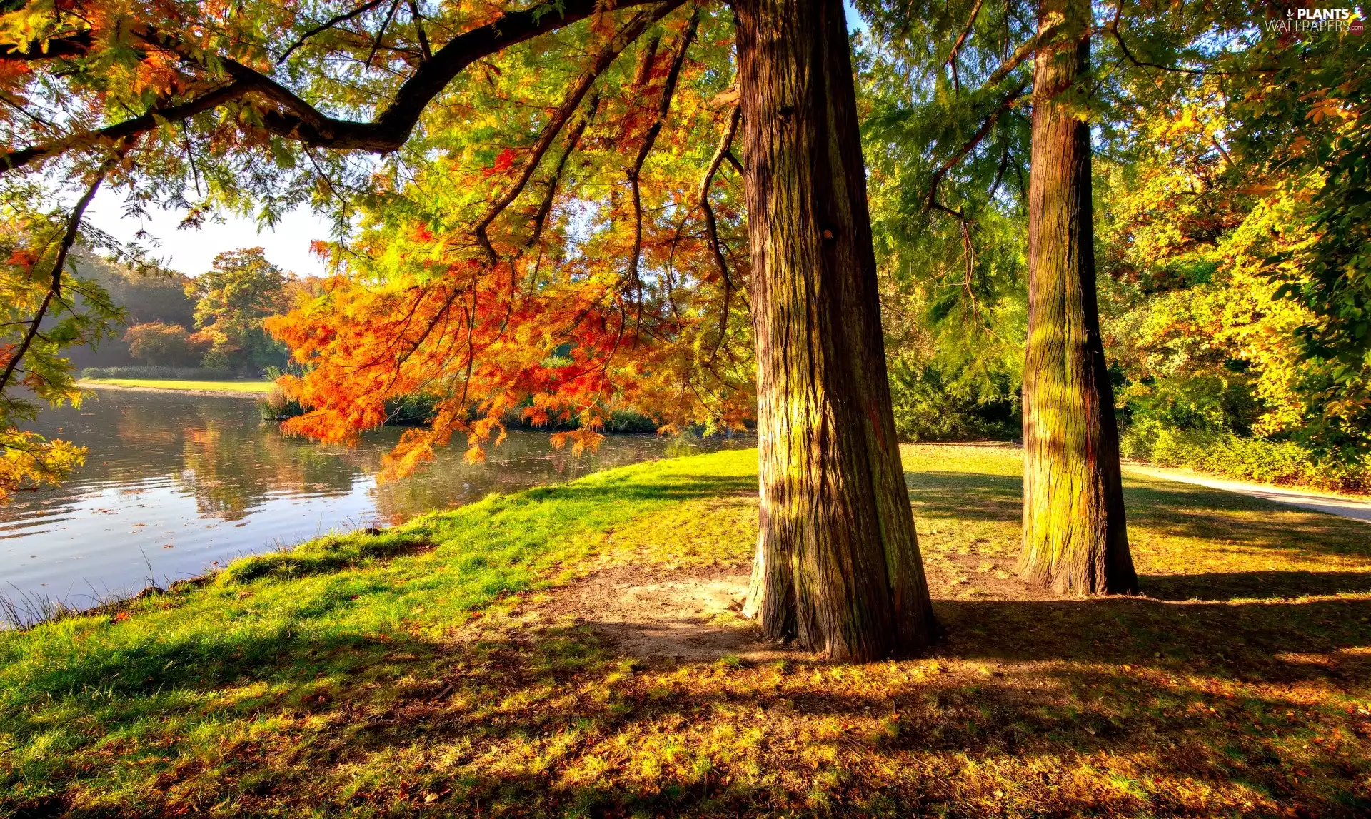 Pond - car, autumn, trees, viewes, Park