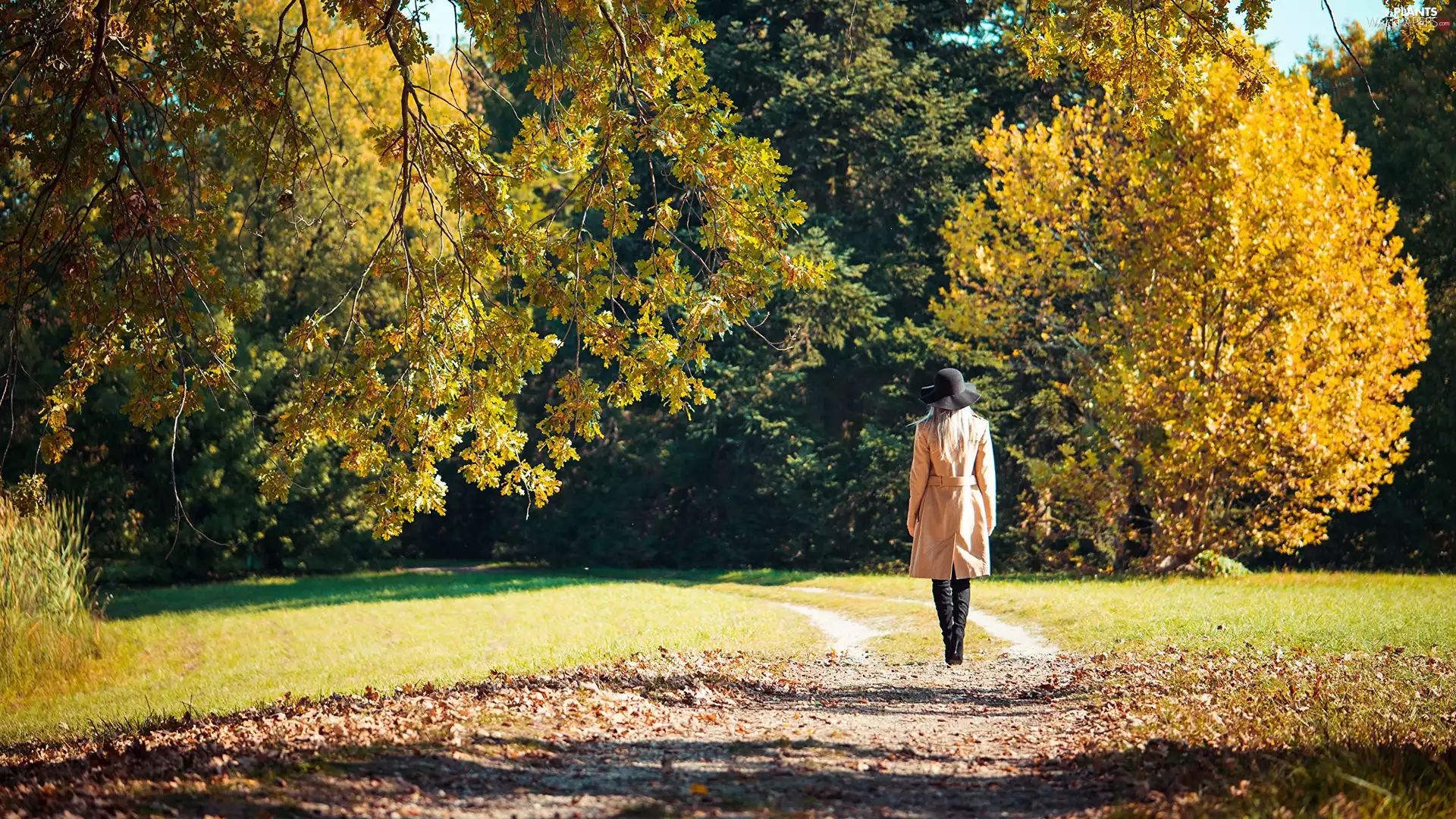 viewes, autumn, Park, trees, Women, Path, wander