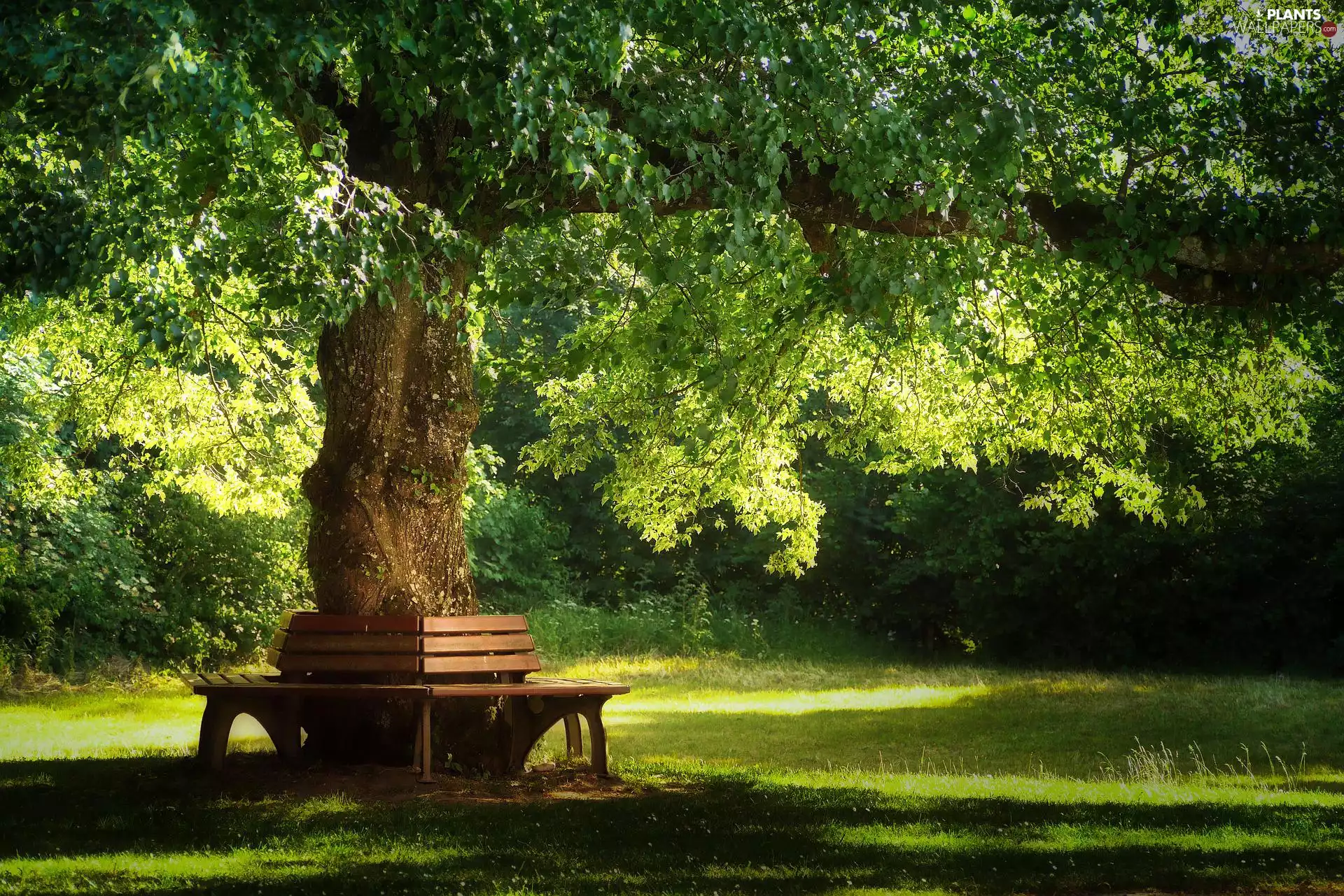 Park, grass, bench, trees