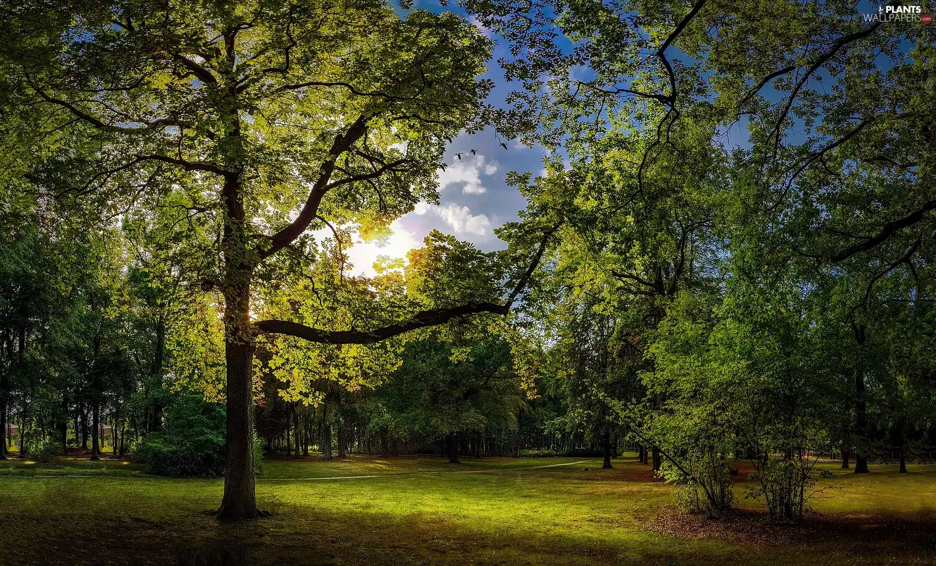 Park, viewes, Bush, trees