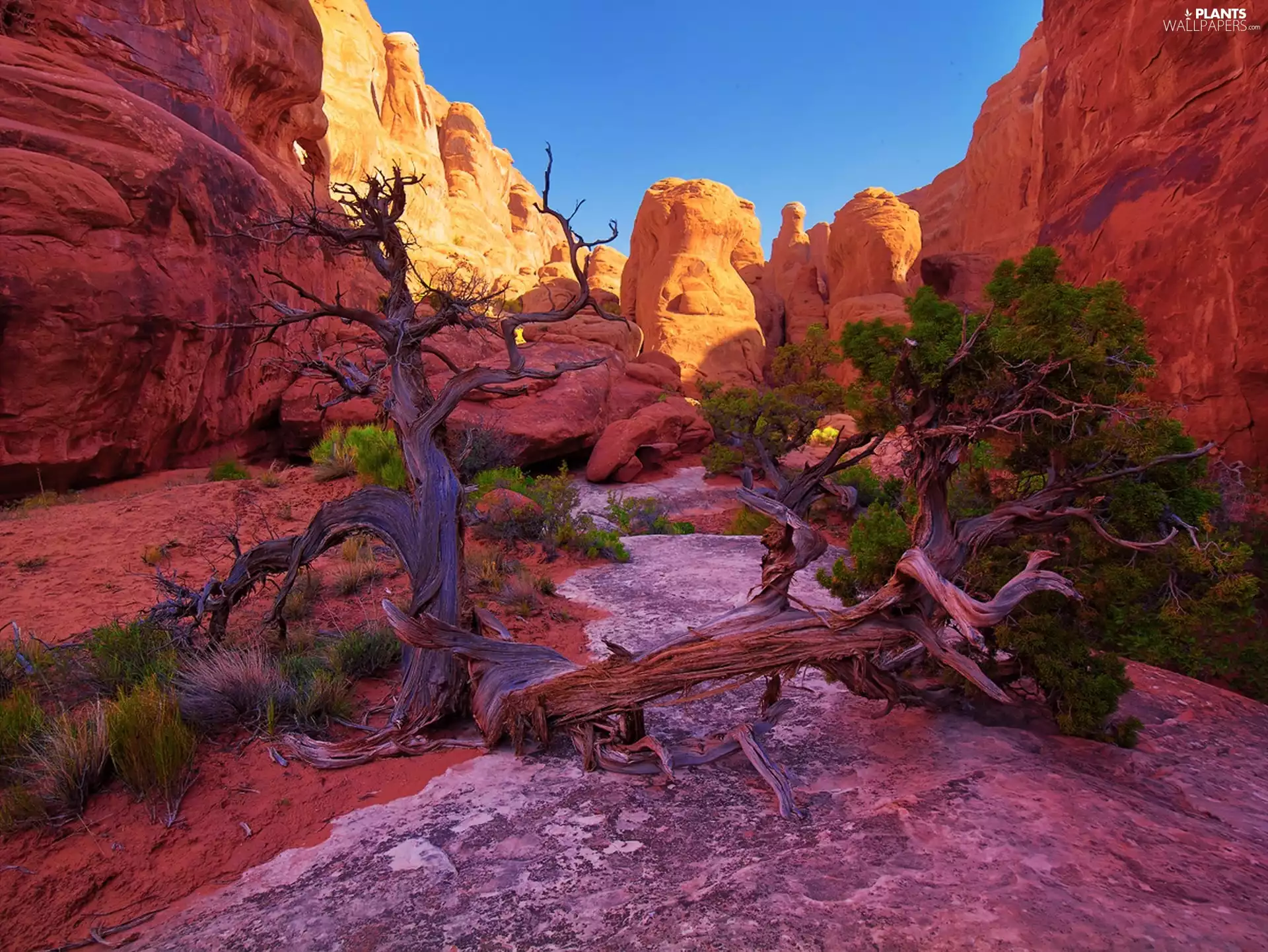 Utah, trees, Park, national, canyon