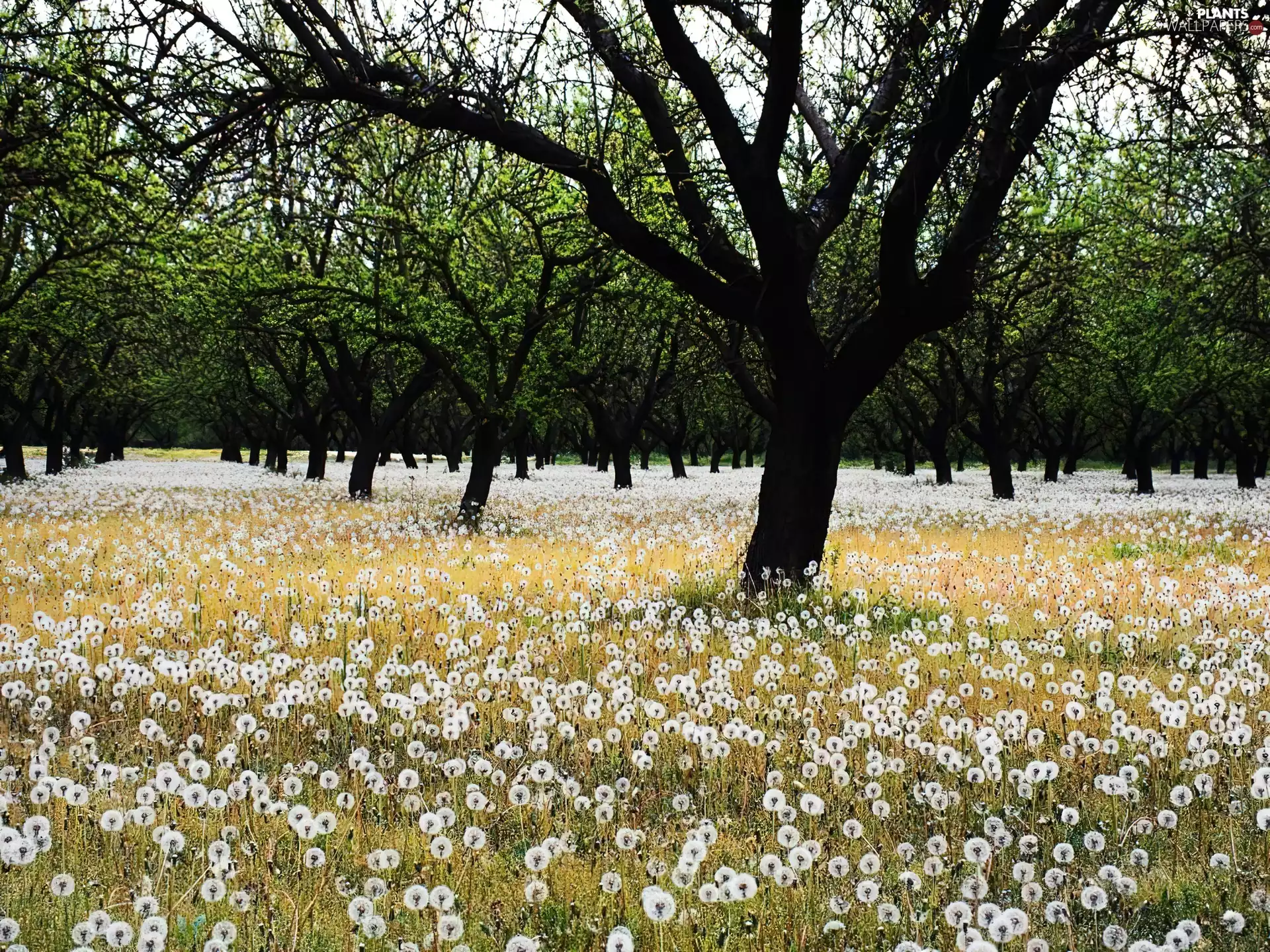 Park, viewes, dandelions, trees