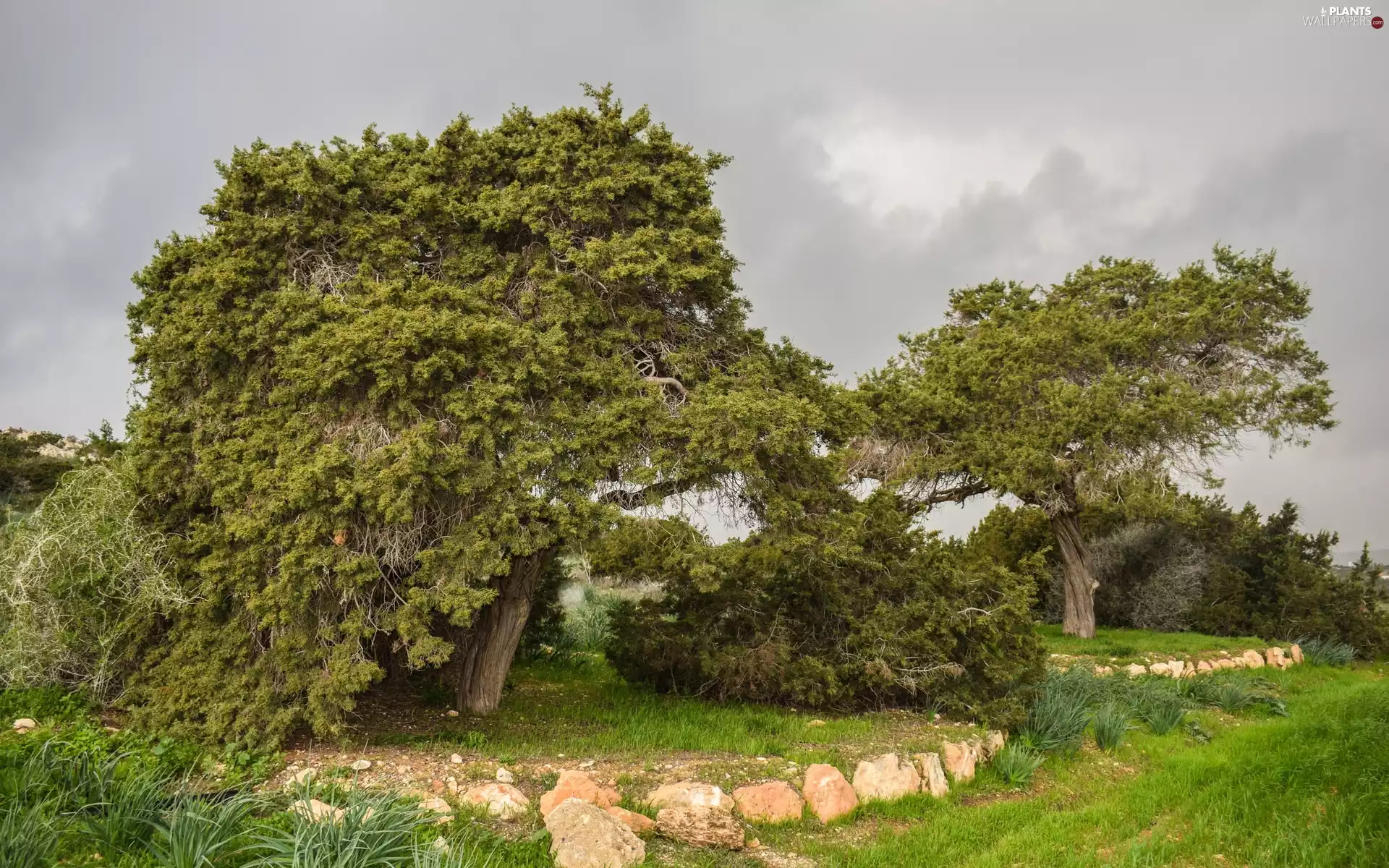 Park, viewes, grass, trees
