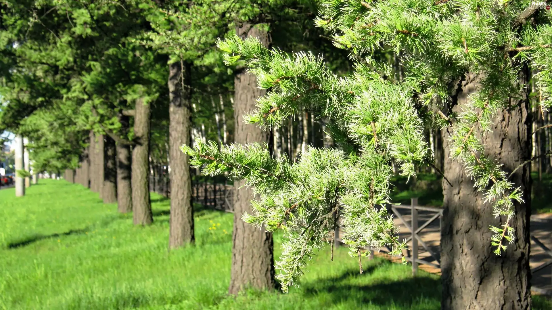 Park, viewes, grass, trees