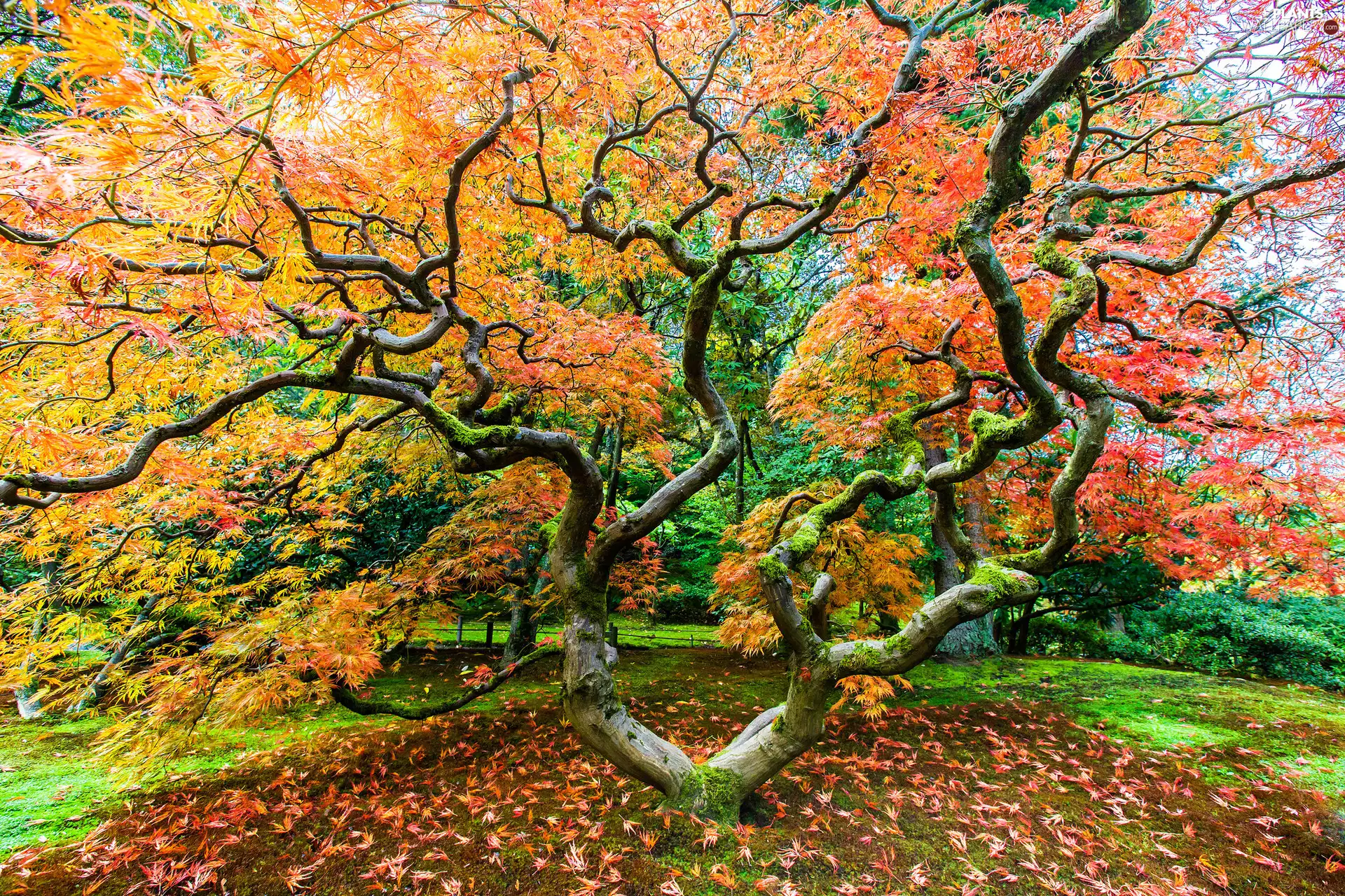 Leaf, Maple Palm, trees, autumn, Park