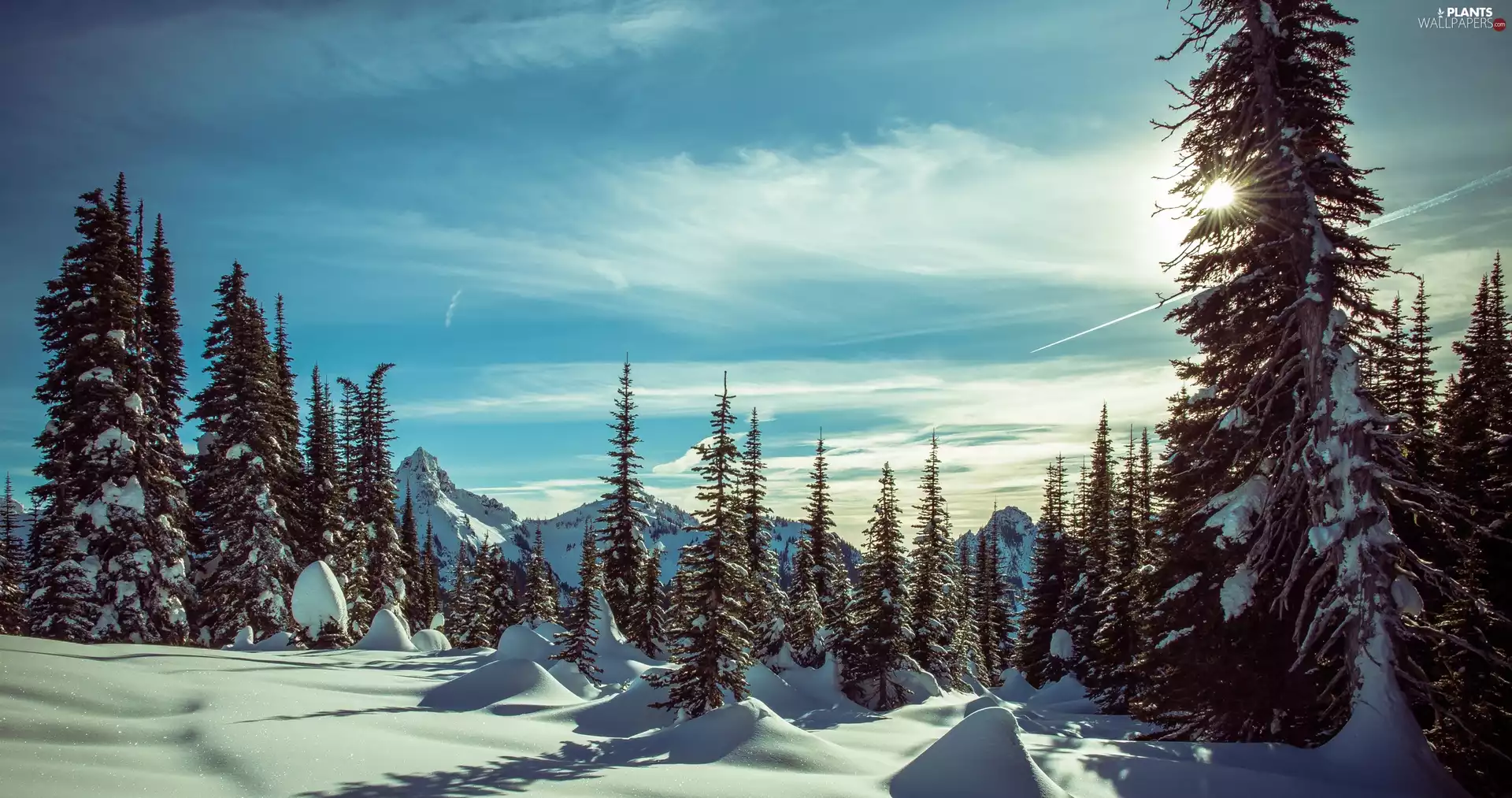 Washington, The United States, Mount Rainier National Park, Mountains, rays of the Sun, winter, viewes, drifts, trees