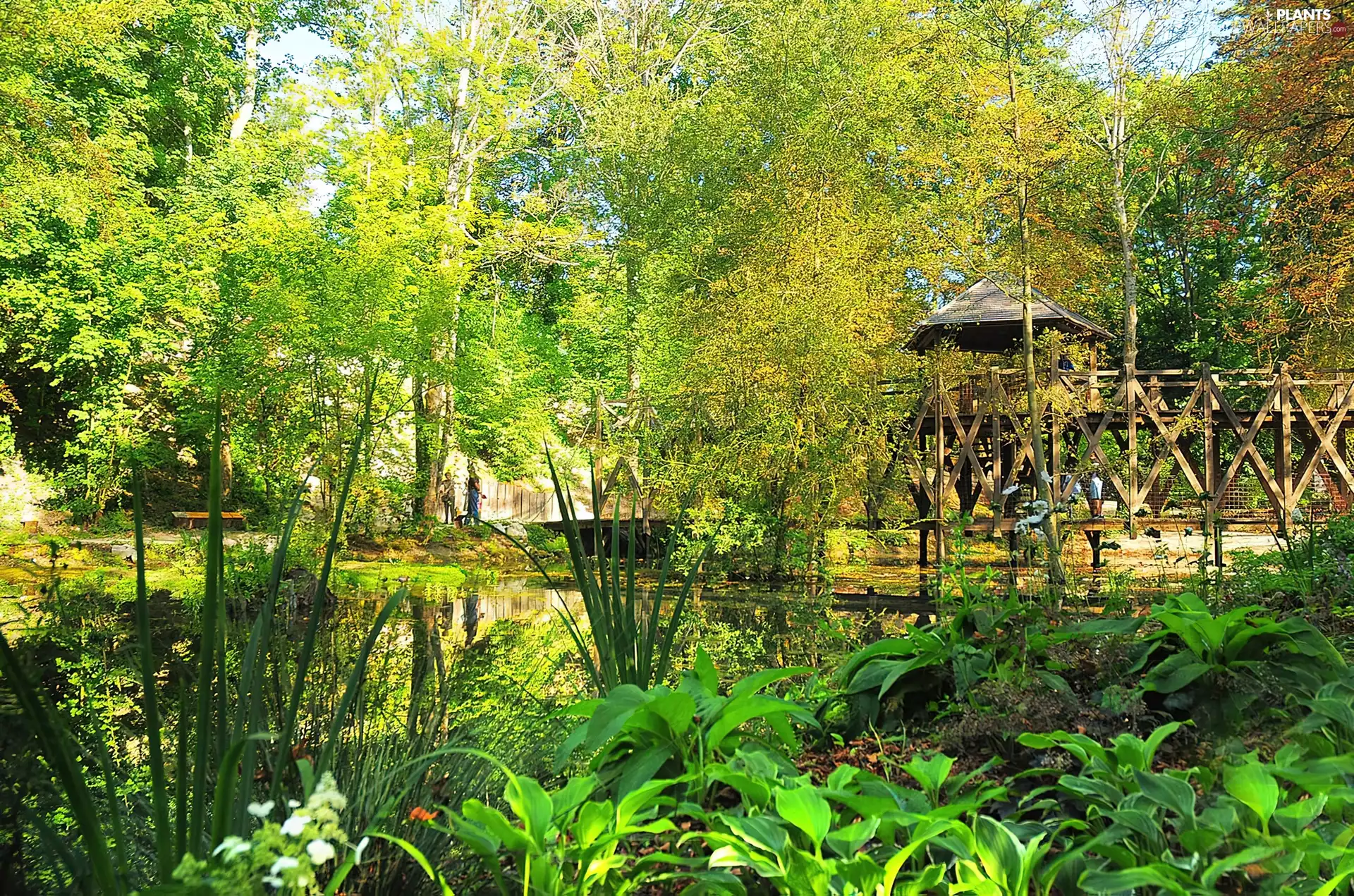 Park, viewes, VEGETATION, trees