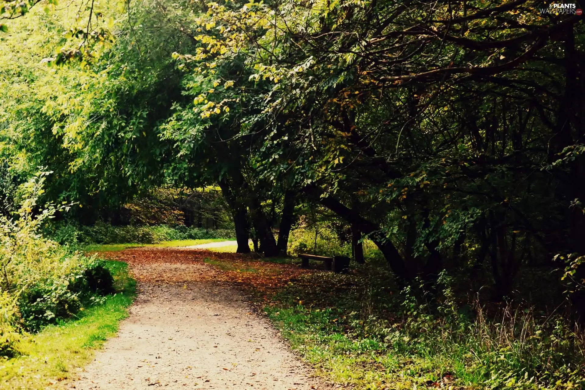 Park, viewes, Way, trees
