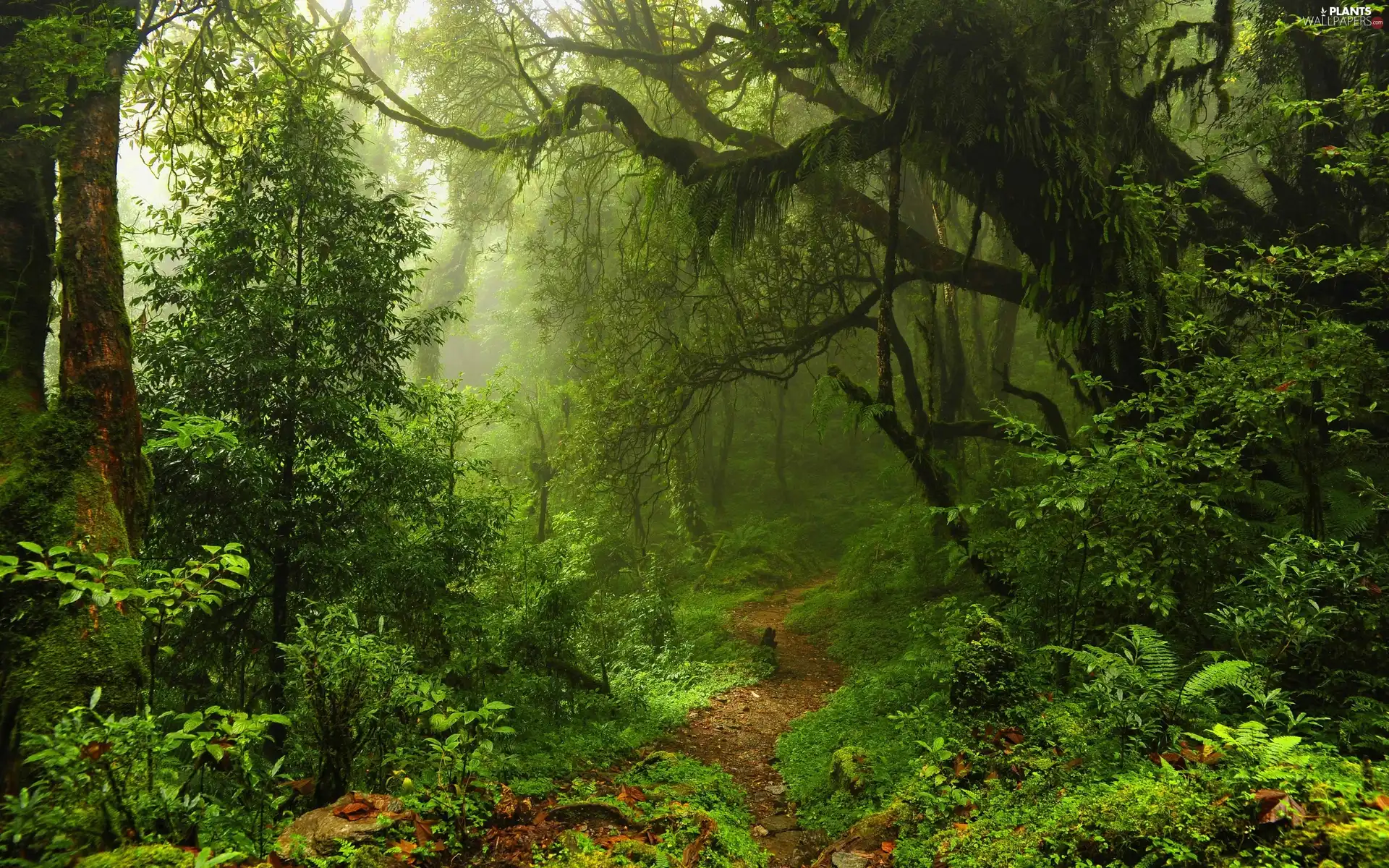 Path, trees, Spring, viewes, fern, forest, magic, Bush