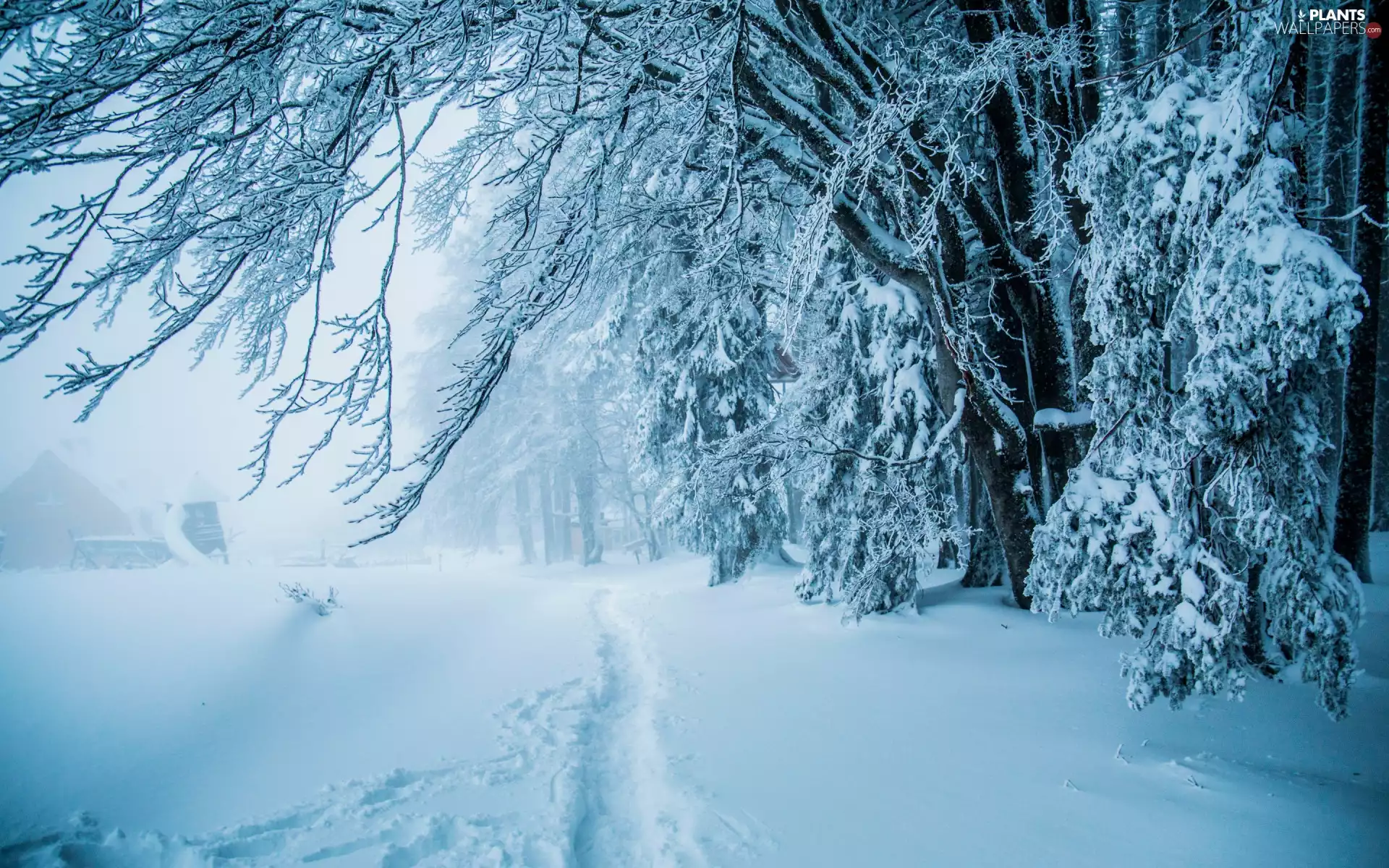viewes, forest, Path, trees, winter, snow, Fog